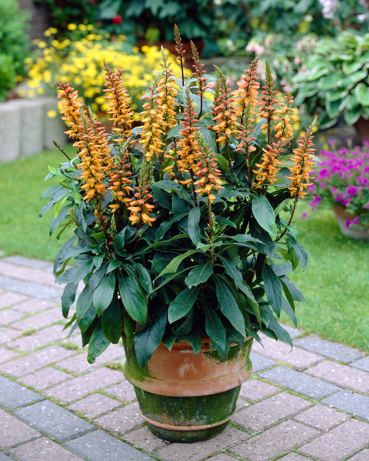 Digitalis canariensis 'Bella' - Image 3