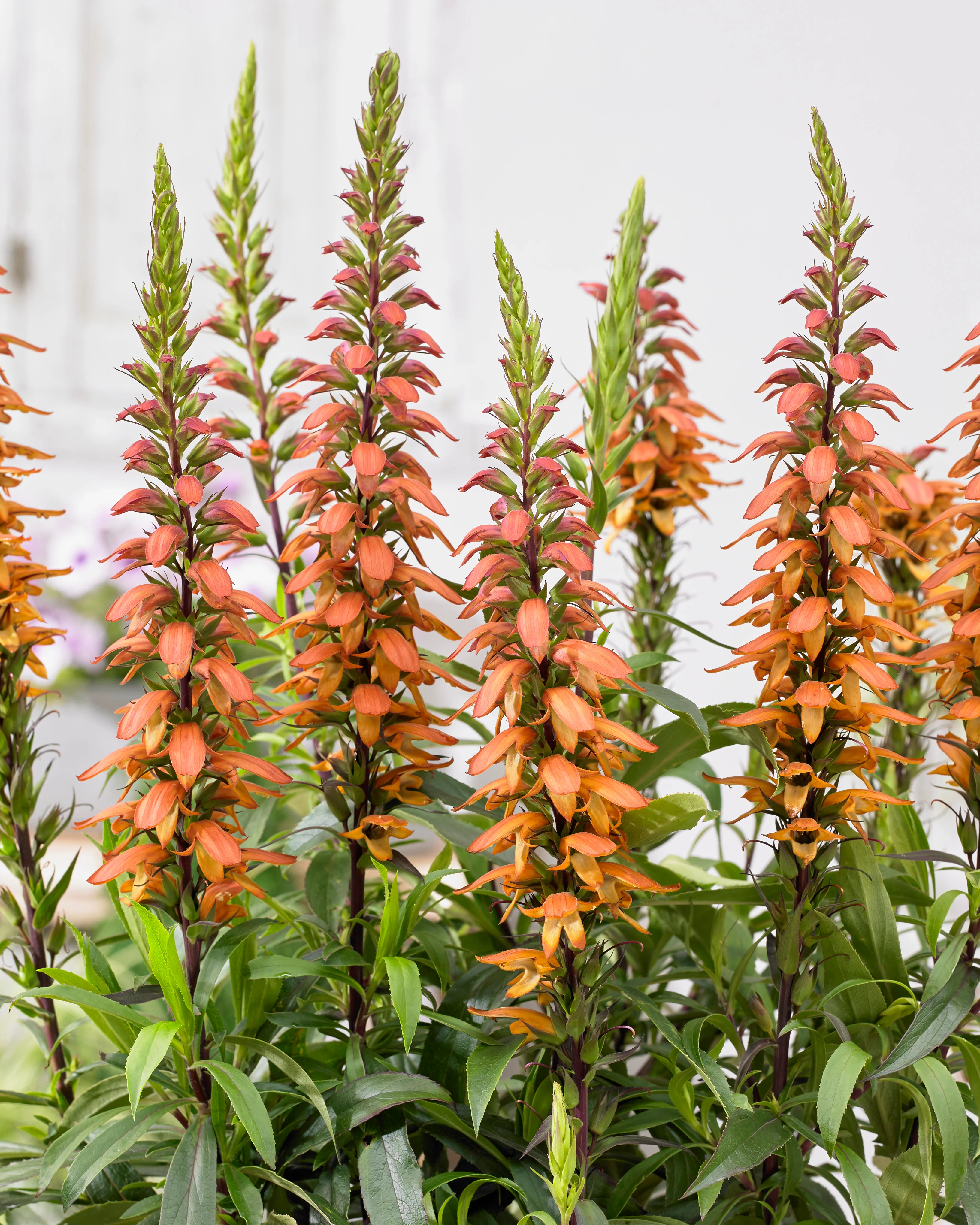 Digitalis canariensis 'Bella' - Image 4