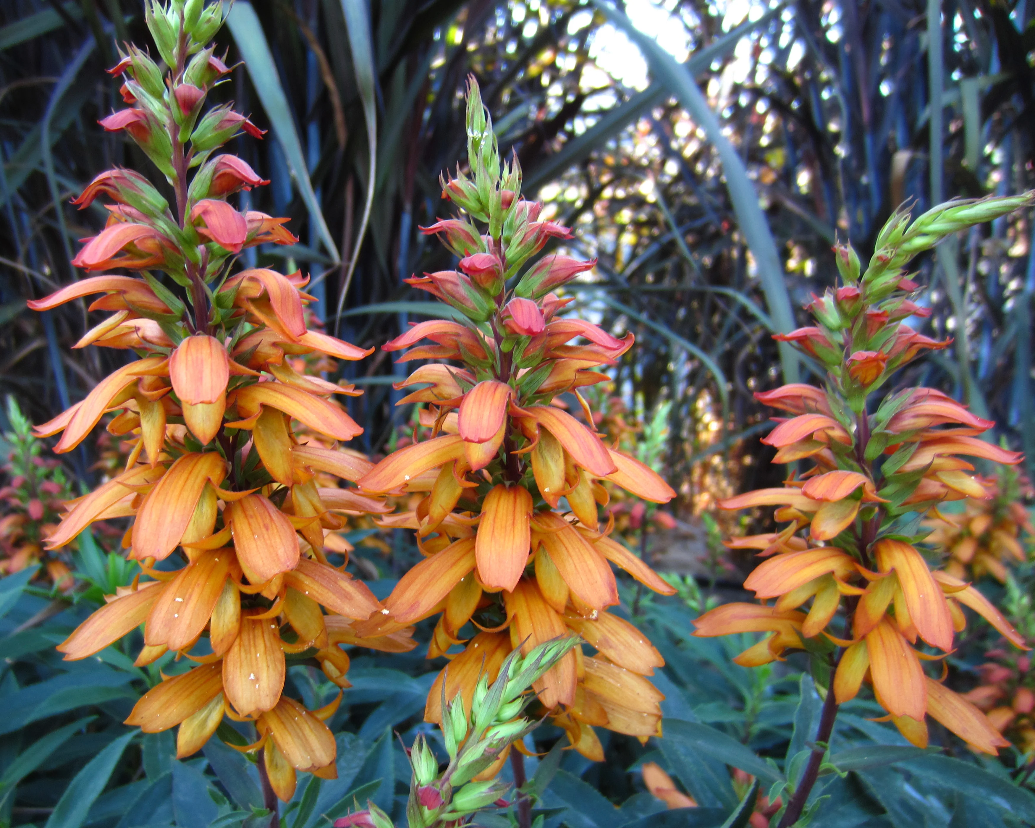 Digitalis canariensis 'Bella' - Image 5