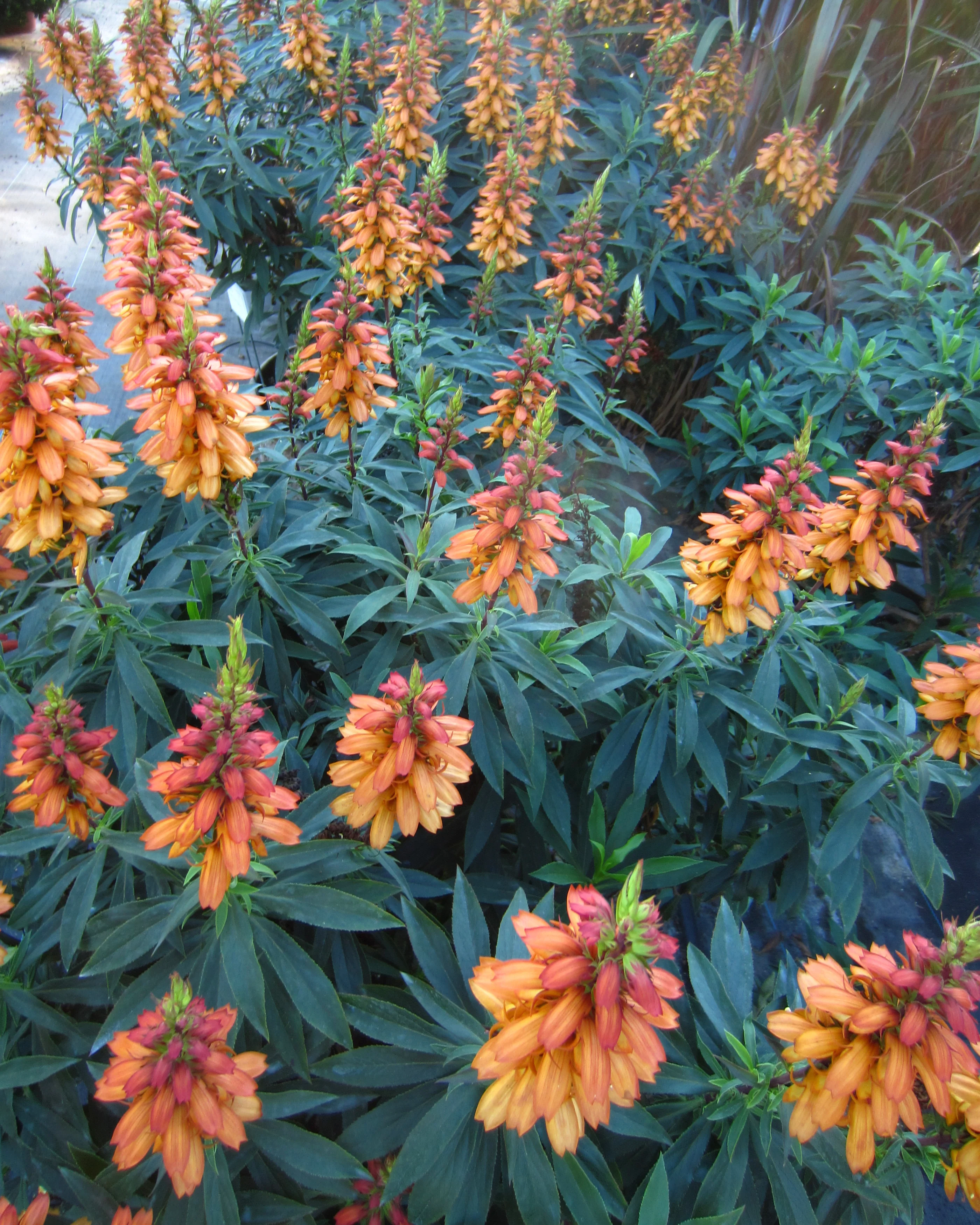 Digitalis canariensis 'Bella' - Image 6