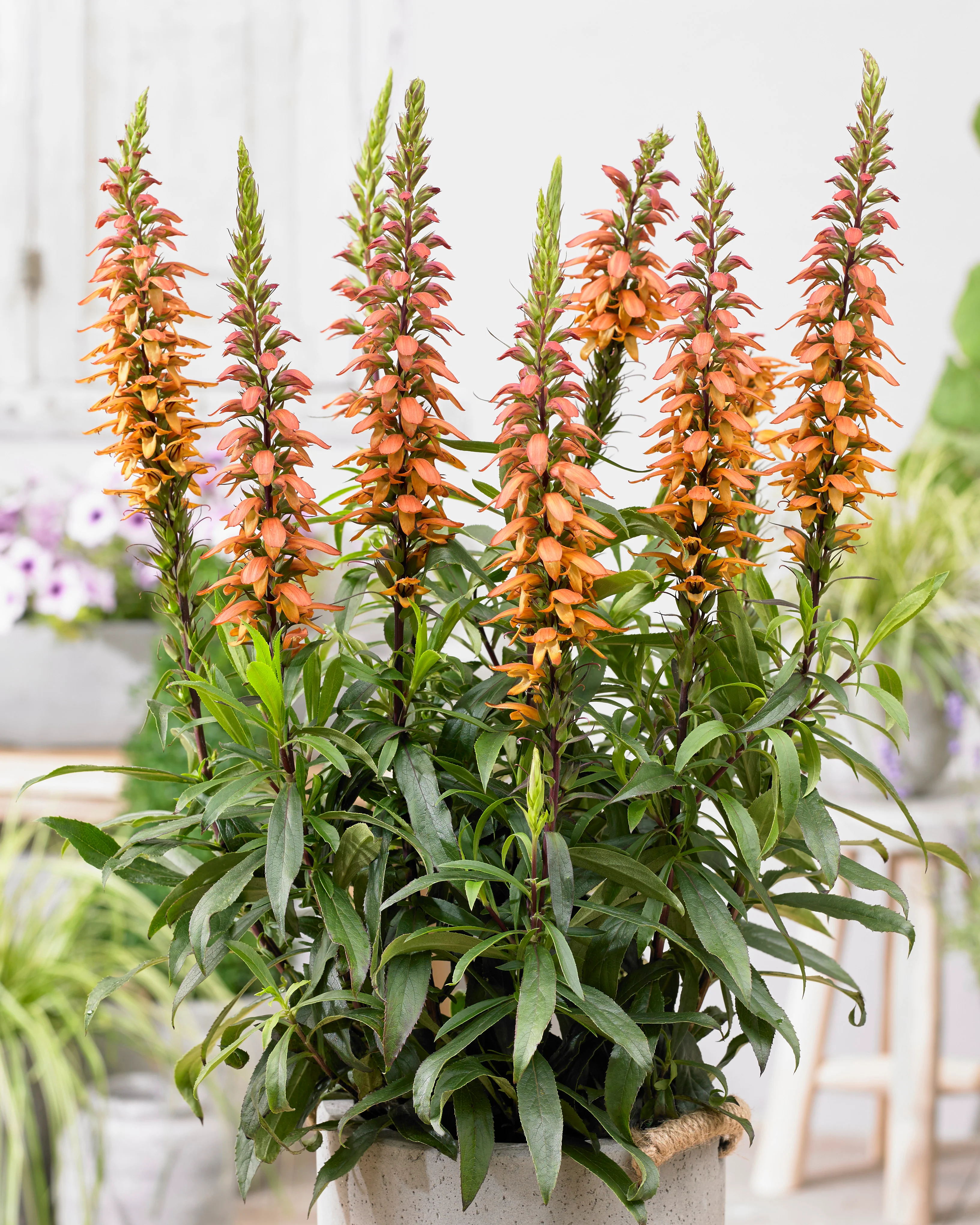 Digitalis canariensis 'Bella' - Image 7