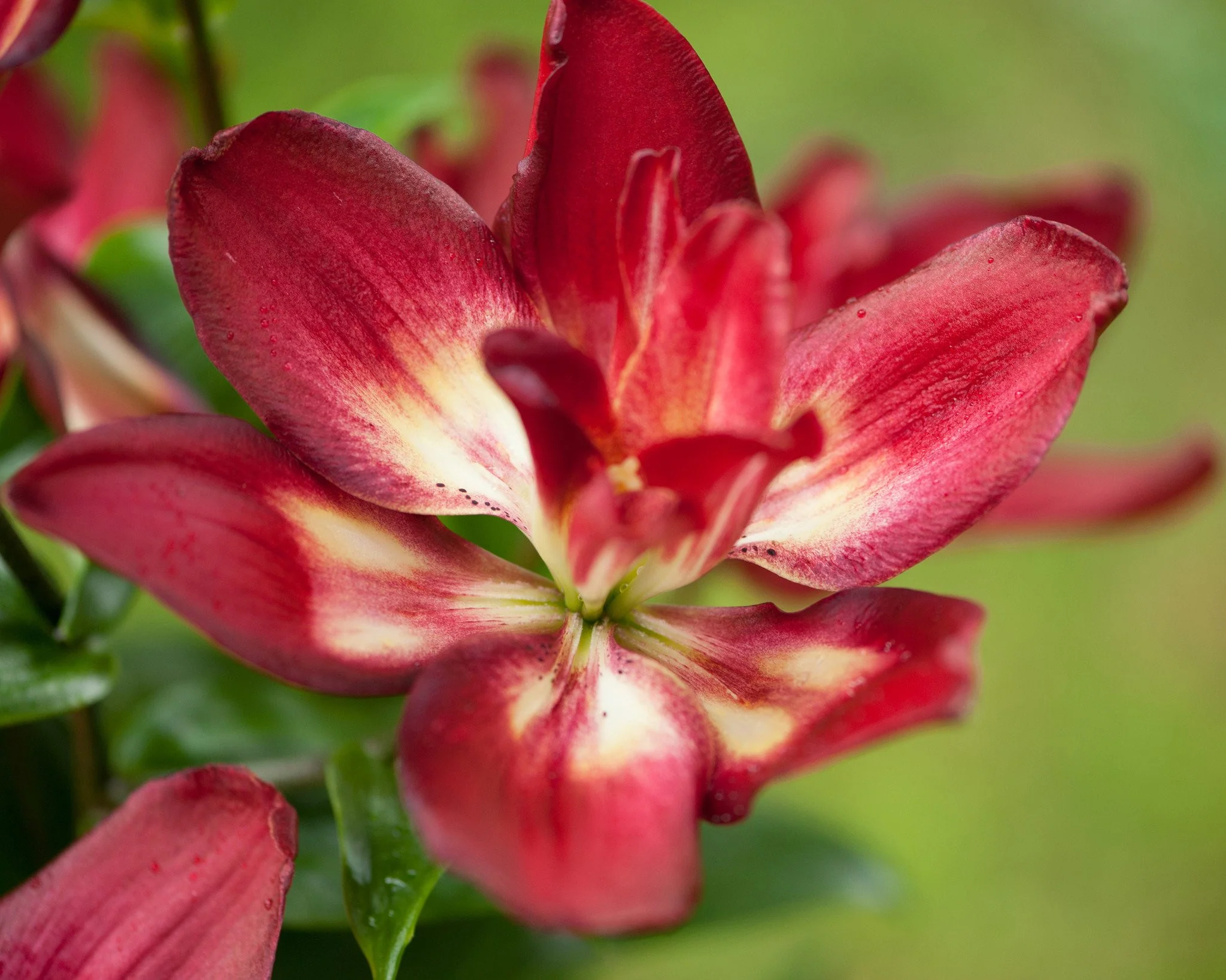 Lily 'Double Sensation' - Image 3