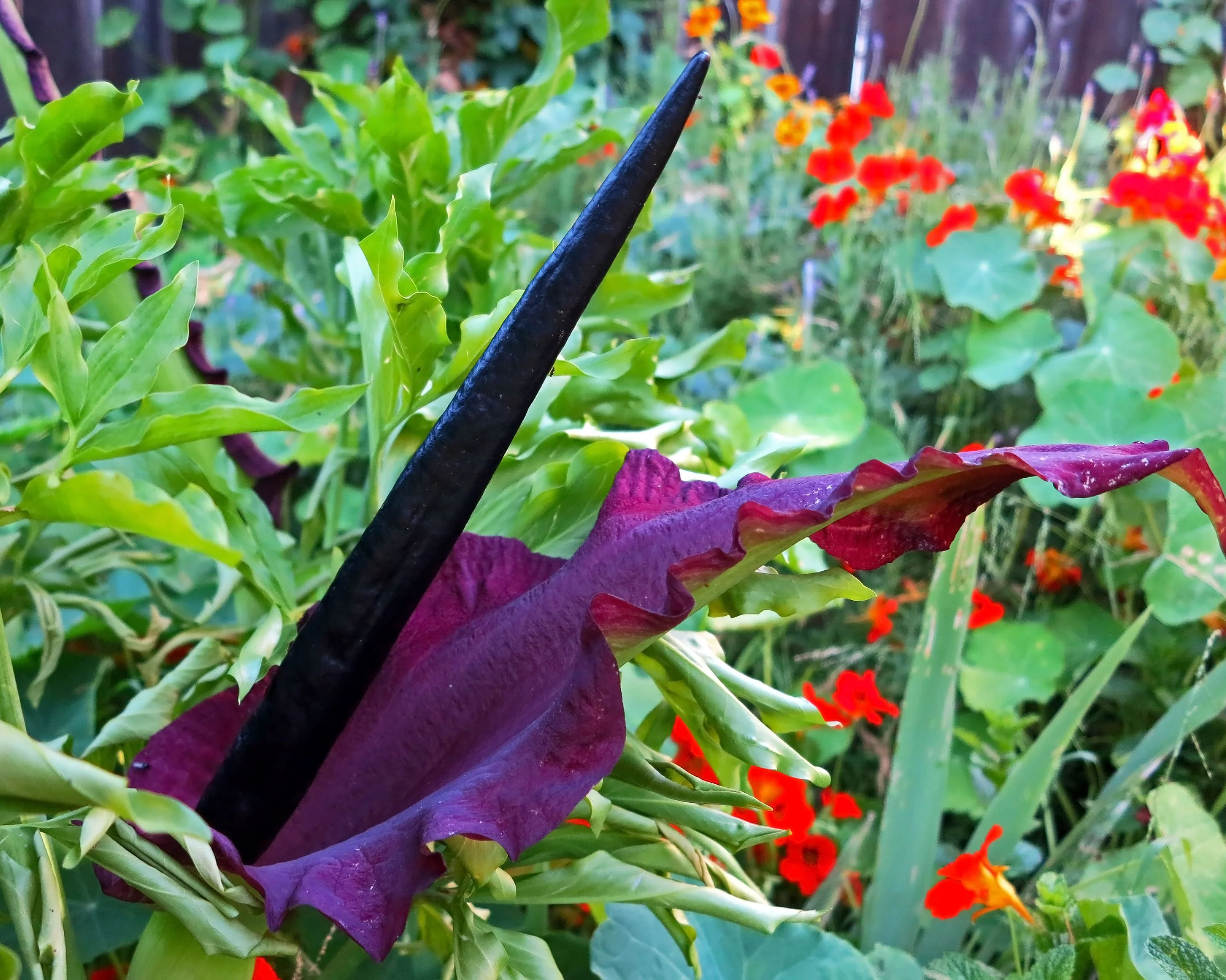 Dracunculus vulgaris - Image 2