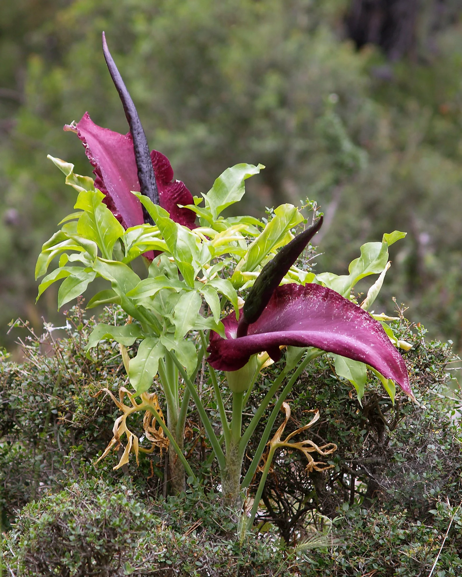 Dracunculus vulgaris - Image 3