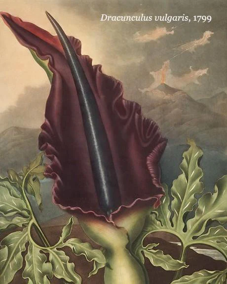 Dracunculus vulgaris - Image 5