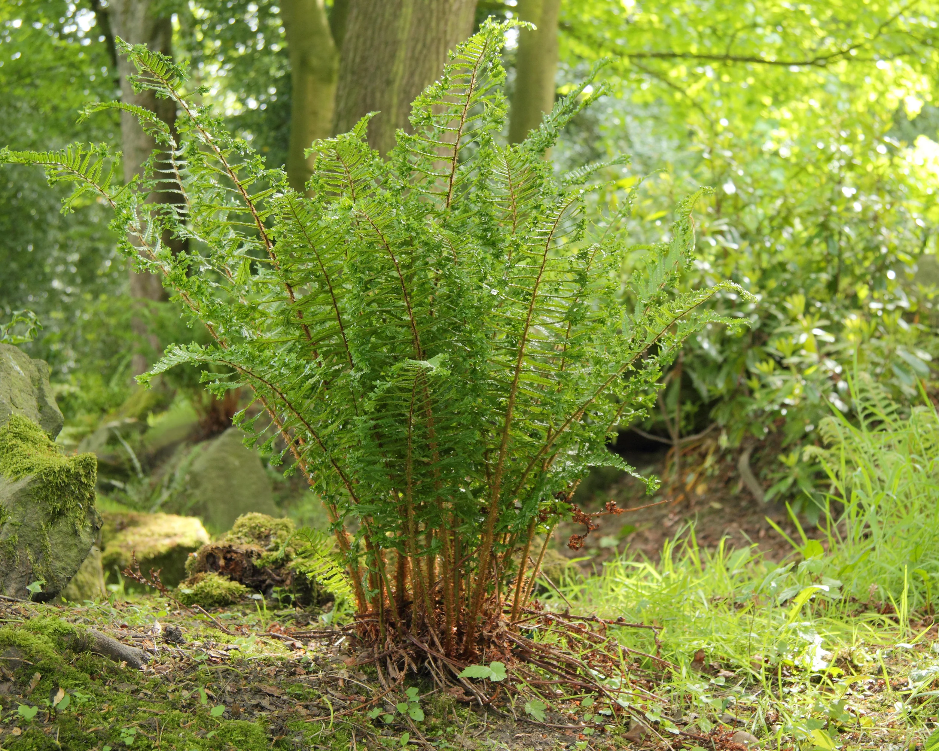 Dryopteris 'Cristata' - Image 2