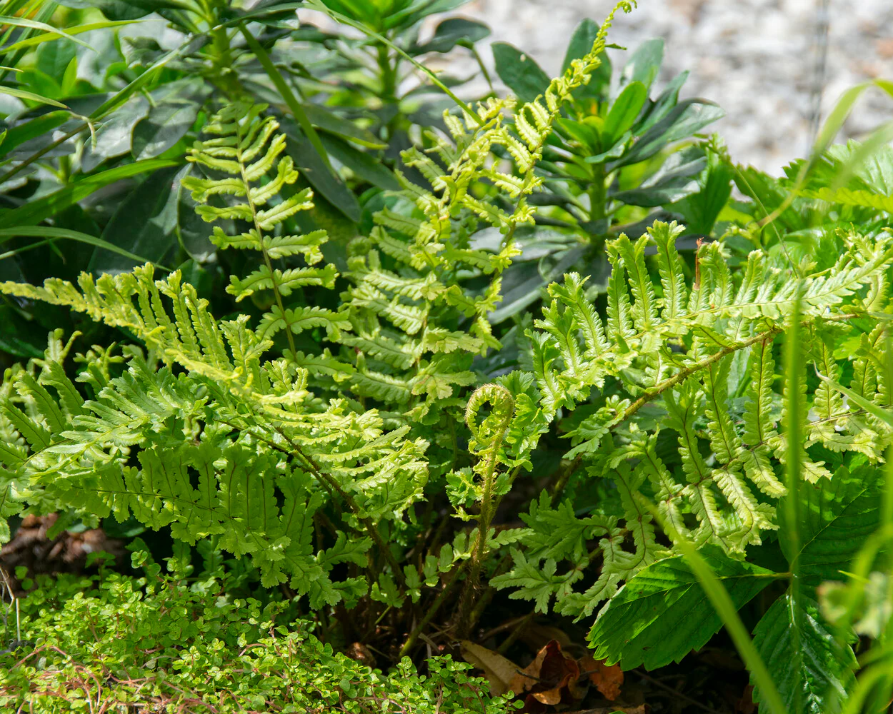 Dryopteris 'Cristata' - Image 3