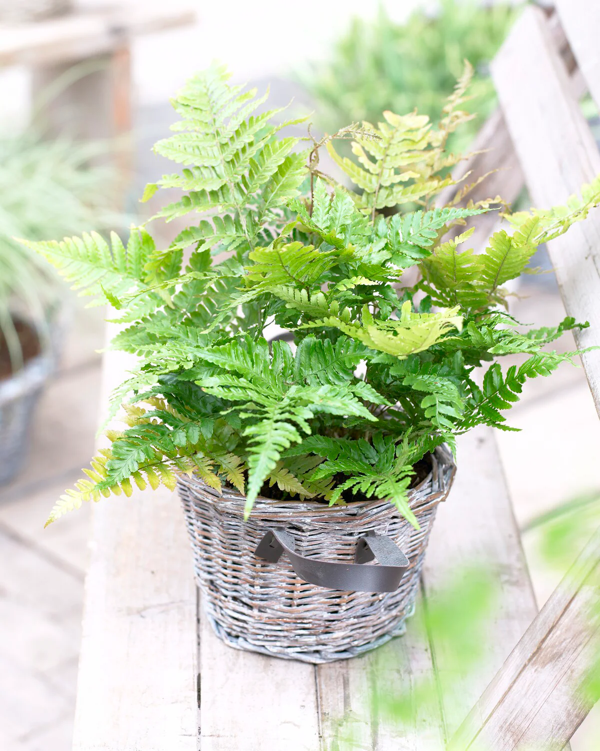Dryopteris erythrosora - Image 4