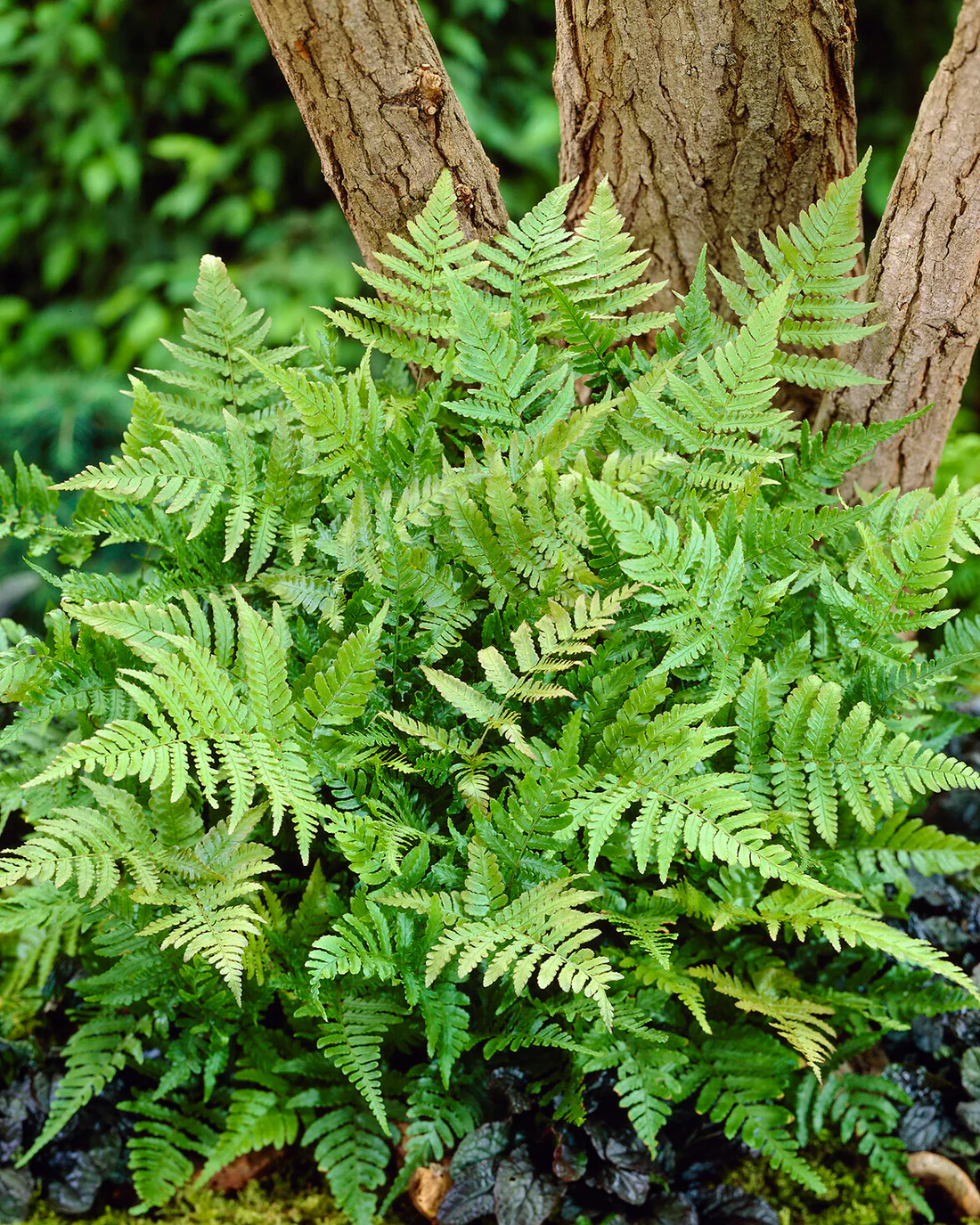Dryopteris erythrosora - Image 7