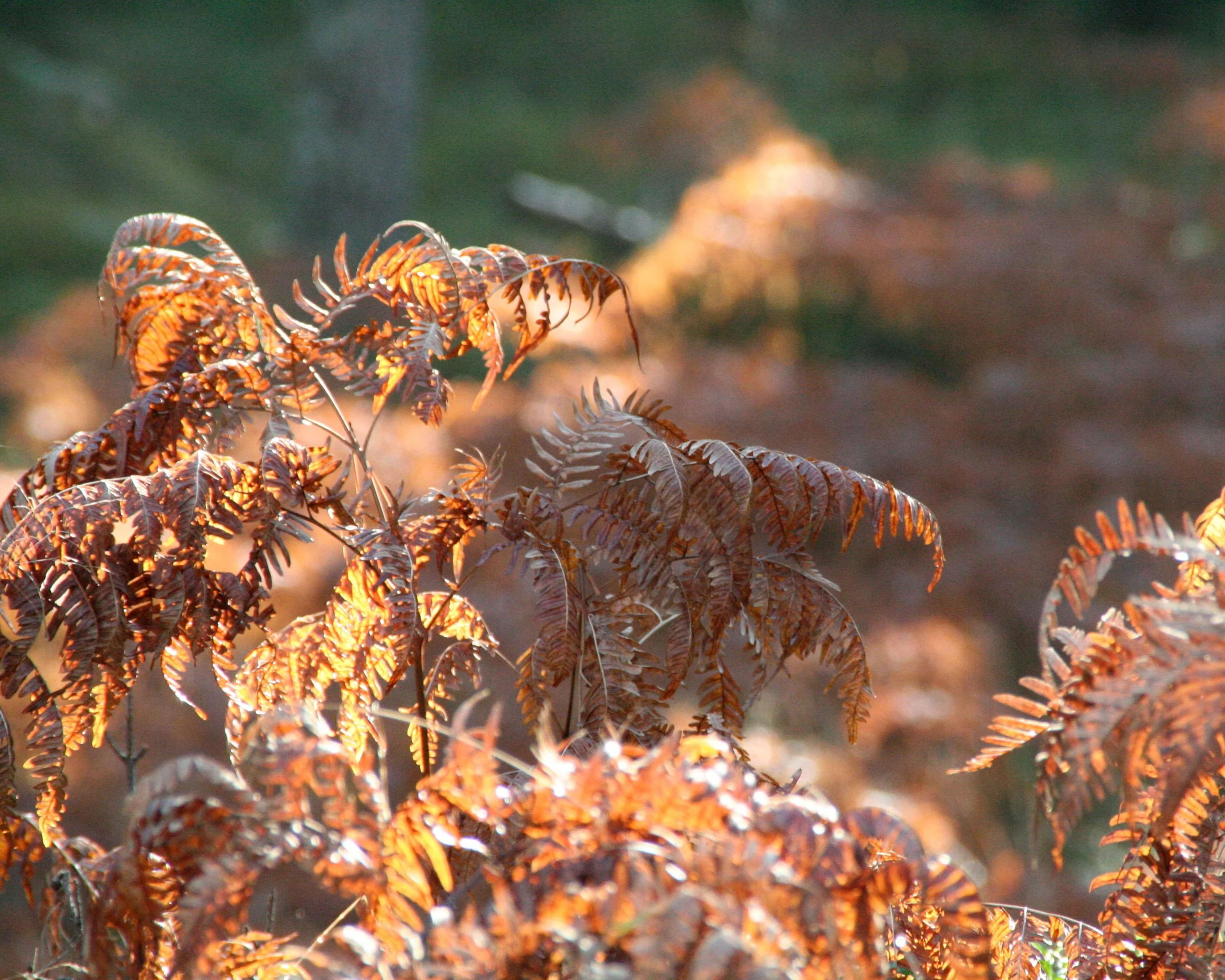 Dryopteris erythrosora - Image 8