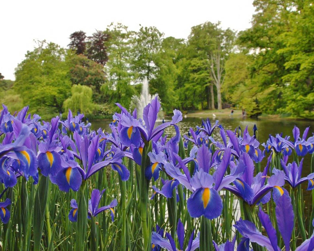 Dutch Iris 'Discovery' - Image 2