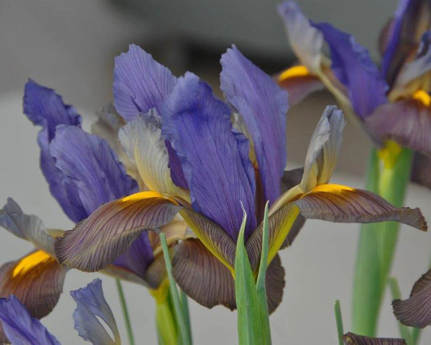 Dutch Iris 'Eye of the Tiger' - Image 2