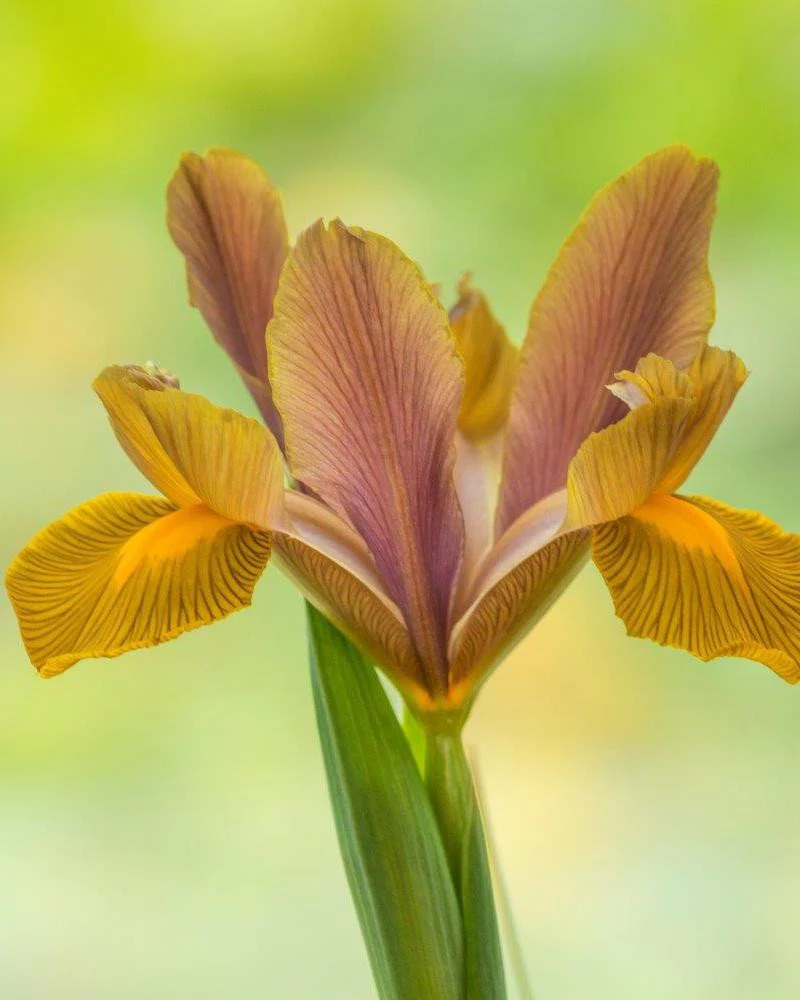 Dutch Iris 'Lion King' - Image 2