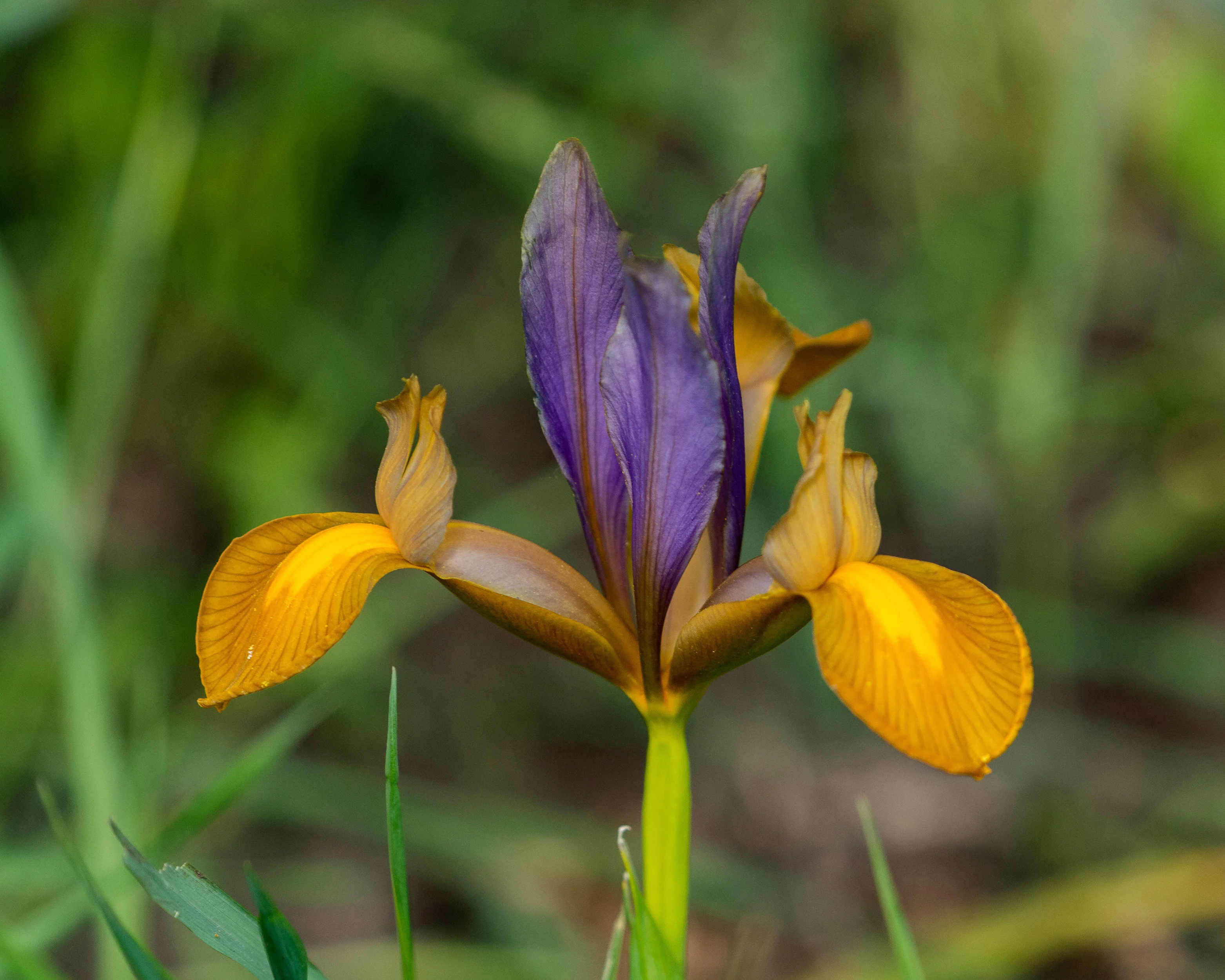 Dutch Iris 'Picasso' - Image 3