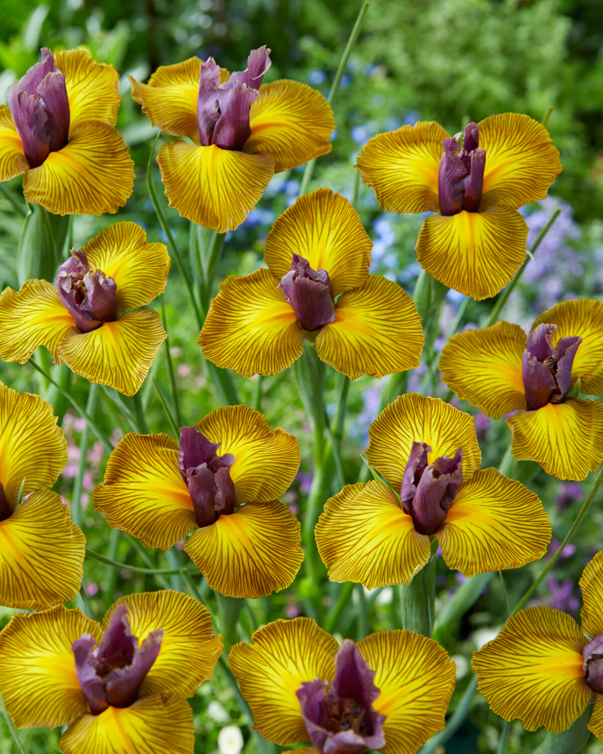 Dutch Iris 'Picasso' - Image 6