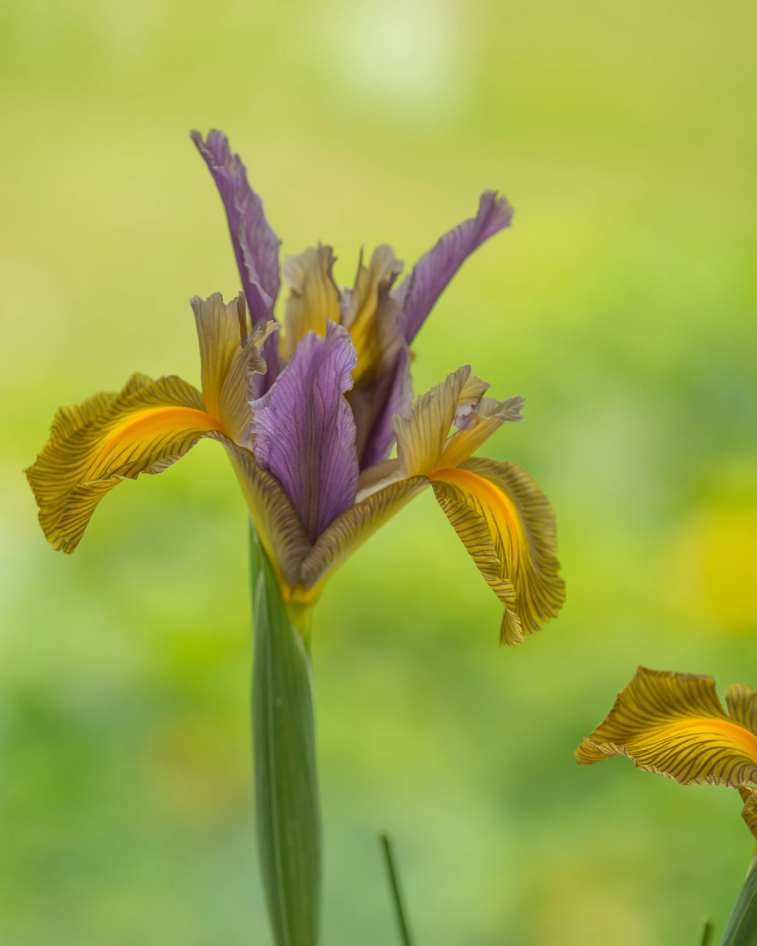 Dutch Iris 'Picasso' - Image 8