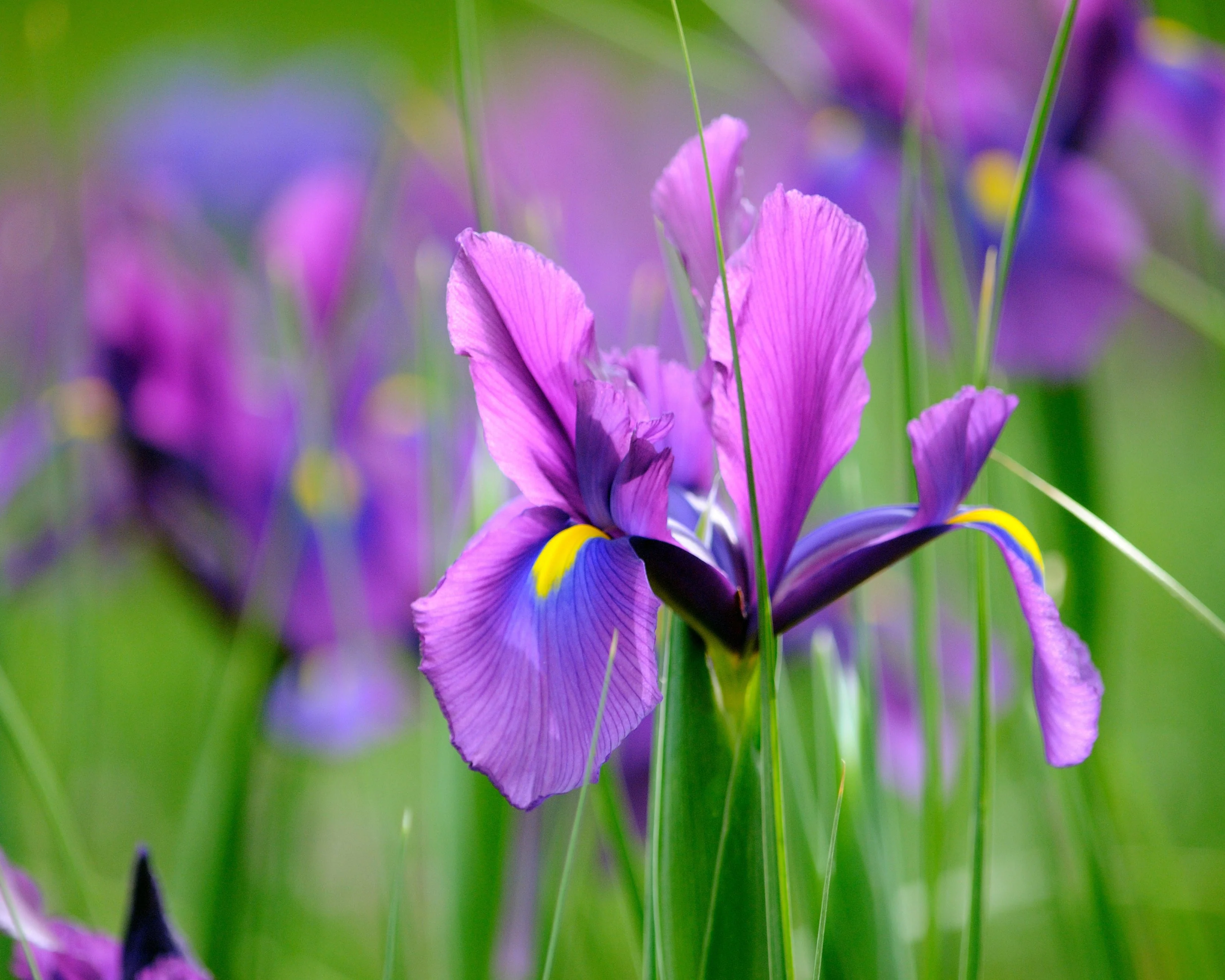 Dutch Iris 'Valentine' - Image 2