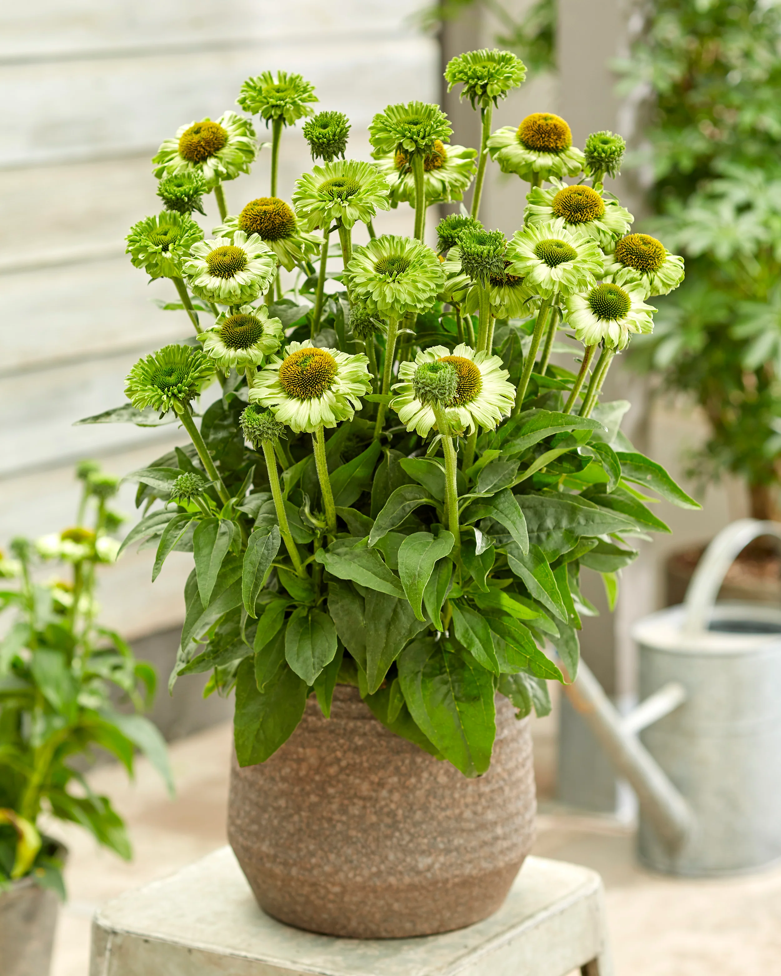 Echinacea 'Sunseekers Apple Green' - Image 4