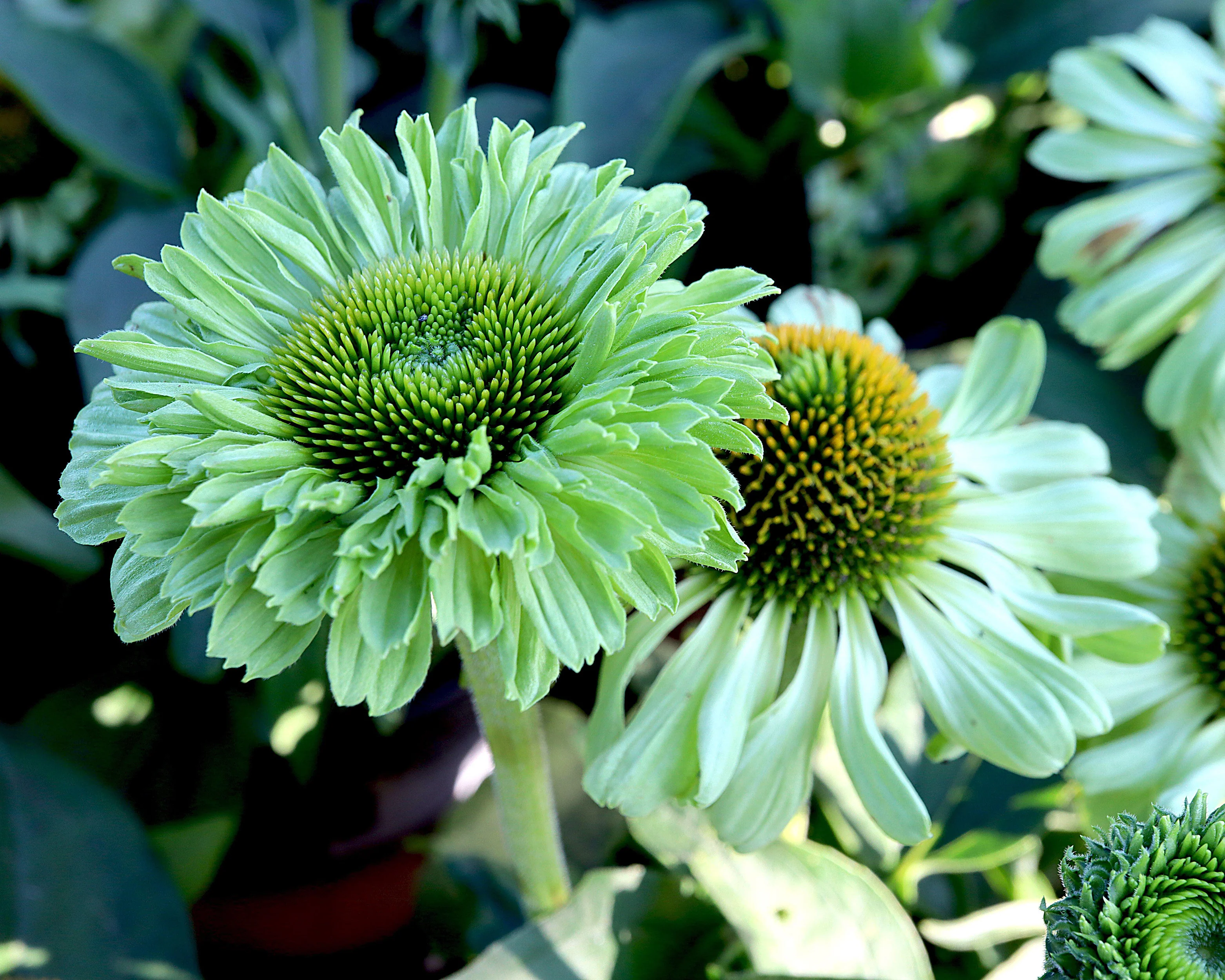 Echinacea 'Sunseekers Apple Green' - Image 5