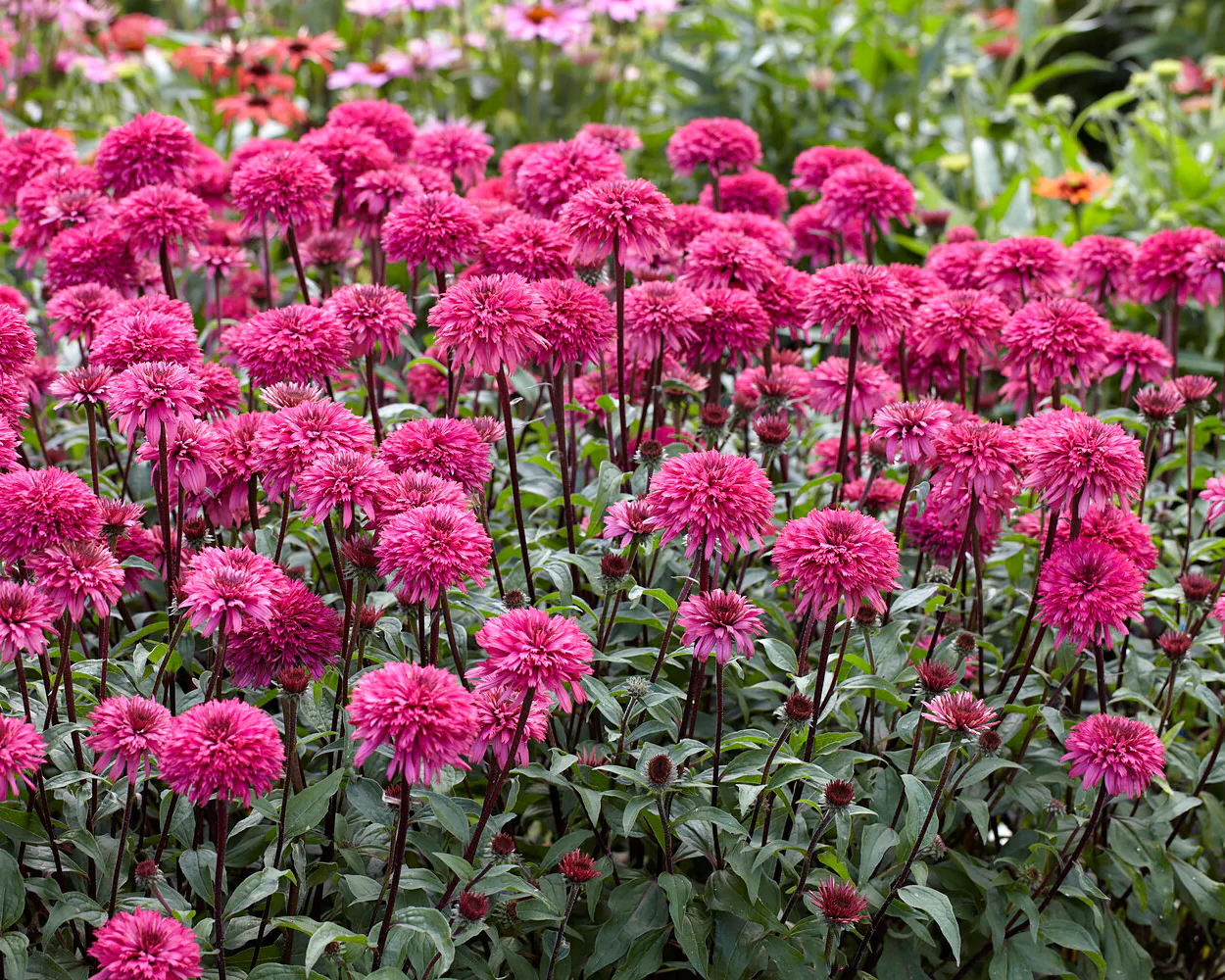 Echinacea 'Blackberry Truffle' - Image 4