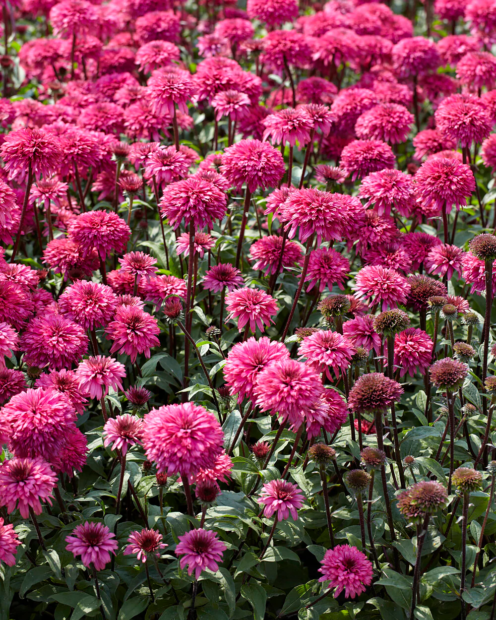 Echinacea 'Blackberry Truffle' - Image 7