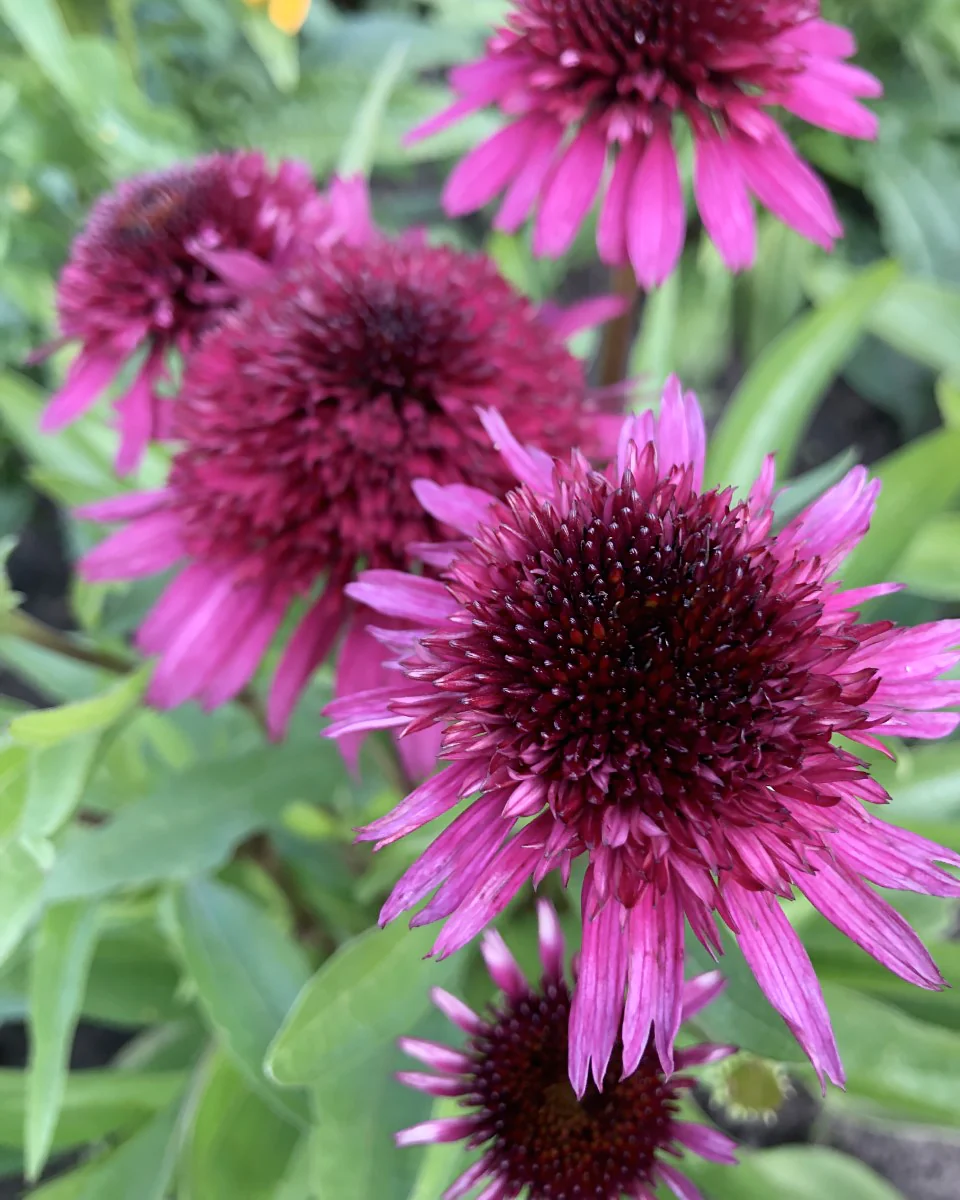 Echinacea 'Blueberry Cheesecake' - Image 5