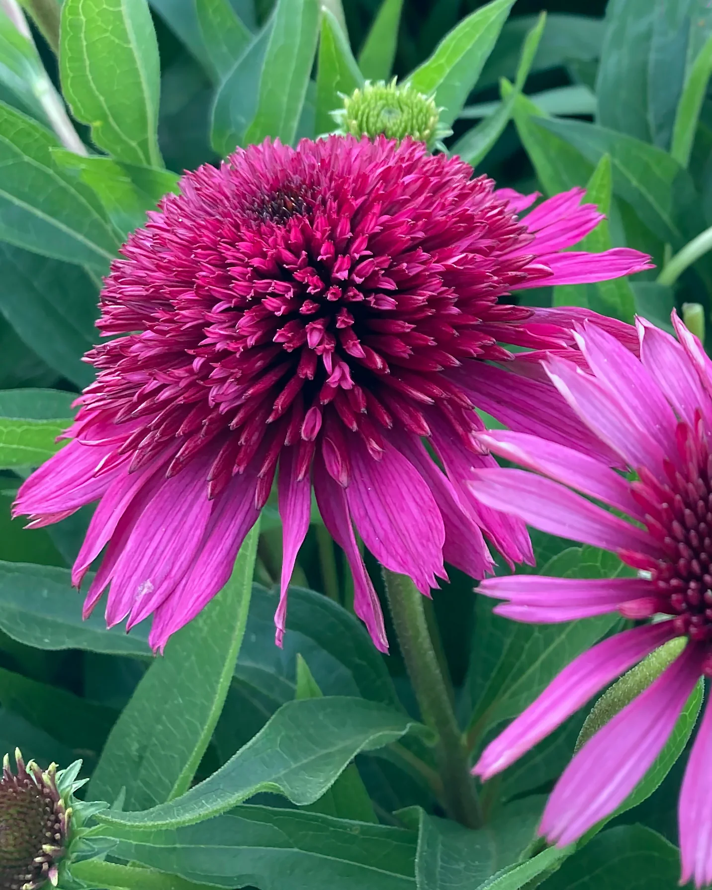 Echinacea 'Blueberry Cheesecake' - Image 6