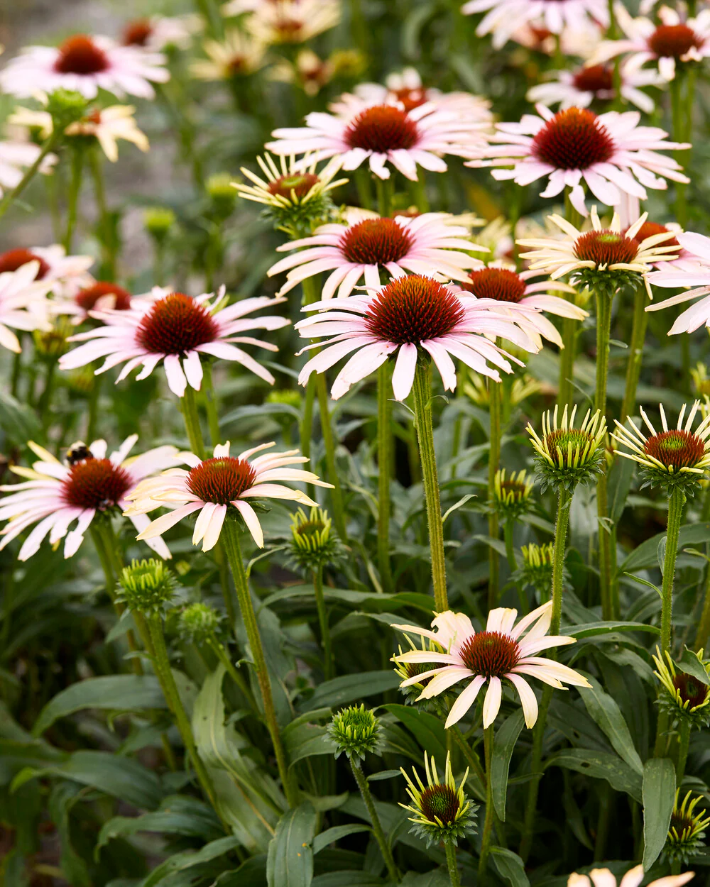 Echinacea 'Blushing Meadow Mama' - Image 2