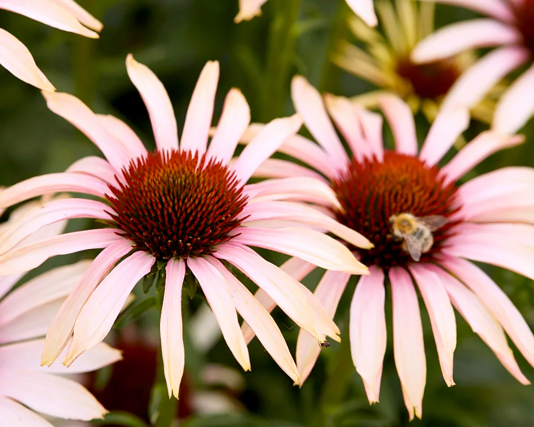Echinacea 'Blushing Meadow Mama' - Image 4