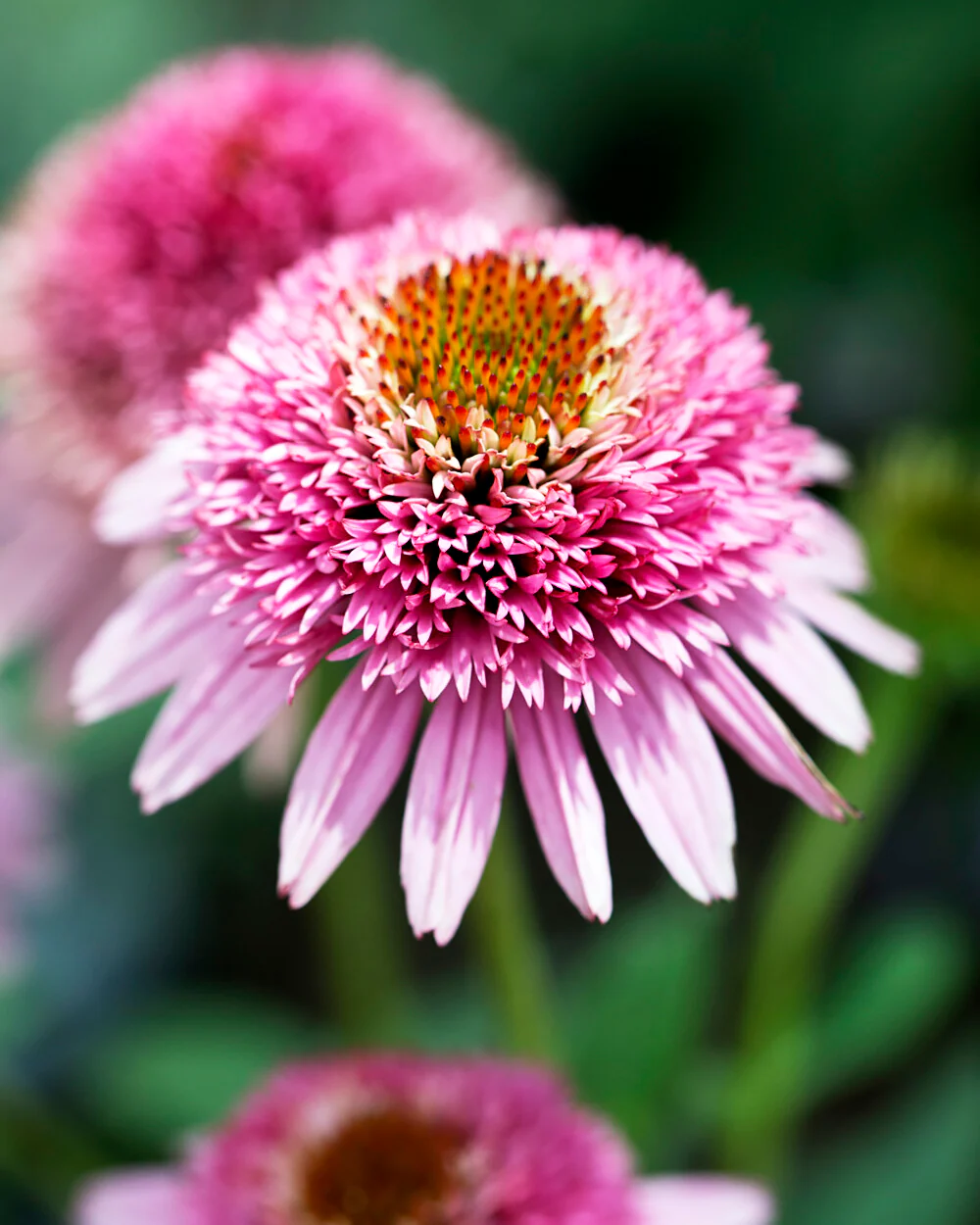 Echinacea 'Butterfly Kisses' - Image 3