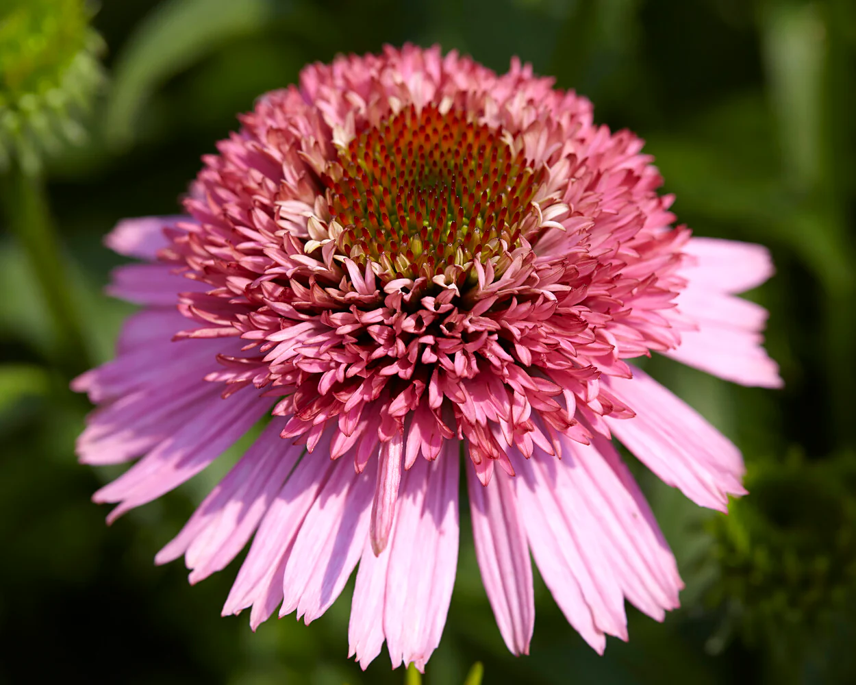 Echinacea 'Butterfly Kisses' - Image 5