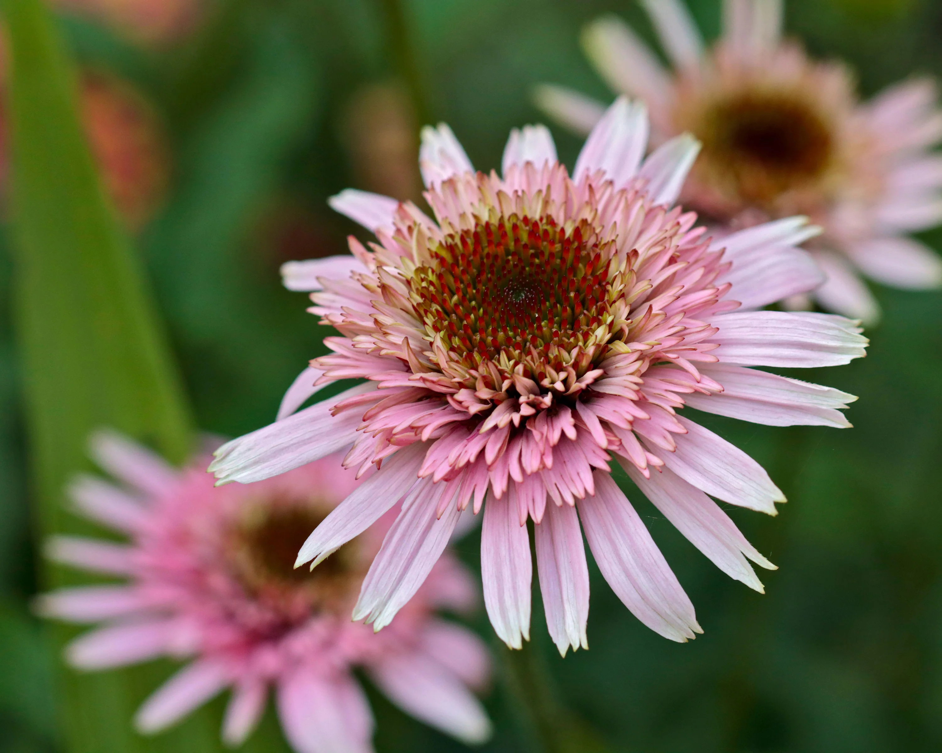 Echinacea 'Cherry Fluff' - Image 3
