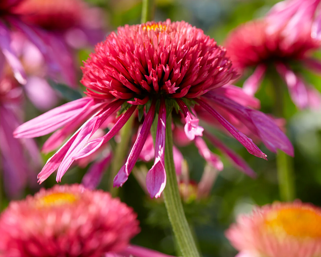 Echinacea 'Double Scoop Bubblegum' - Image 6