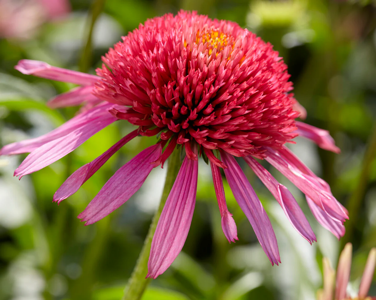 Echinacea 'Double Scoop Bubblegum' - Image 7