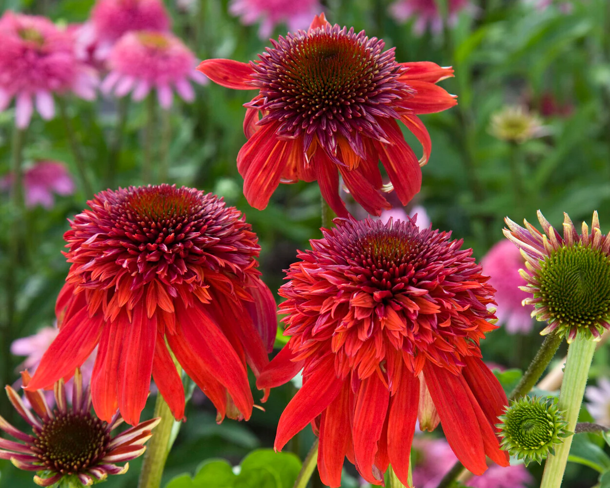 Echinacea 'Eccentric' - Image 4