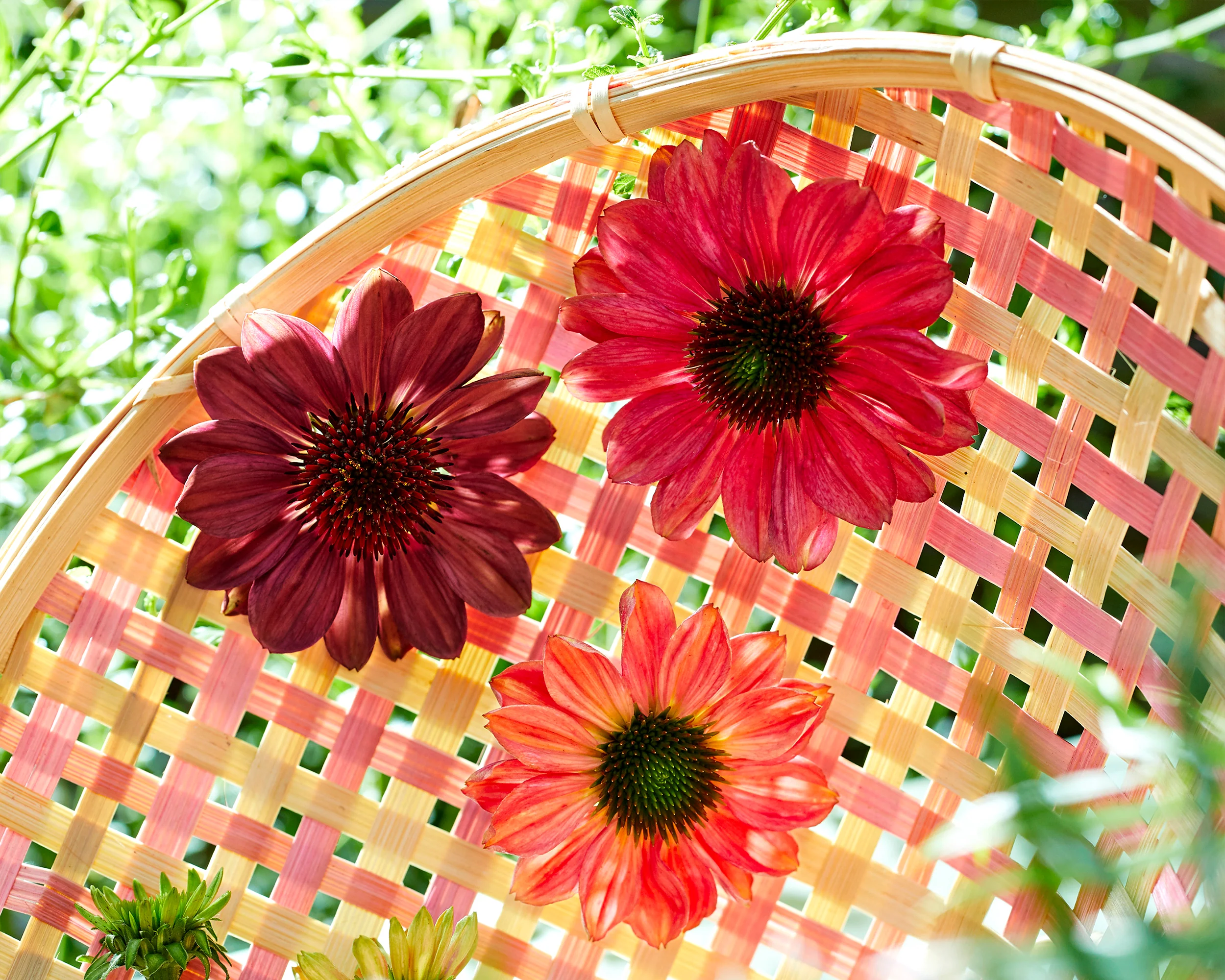 Echinacea 'Evolution Colorific' - Image 10