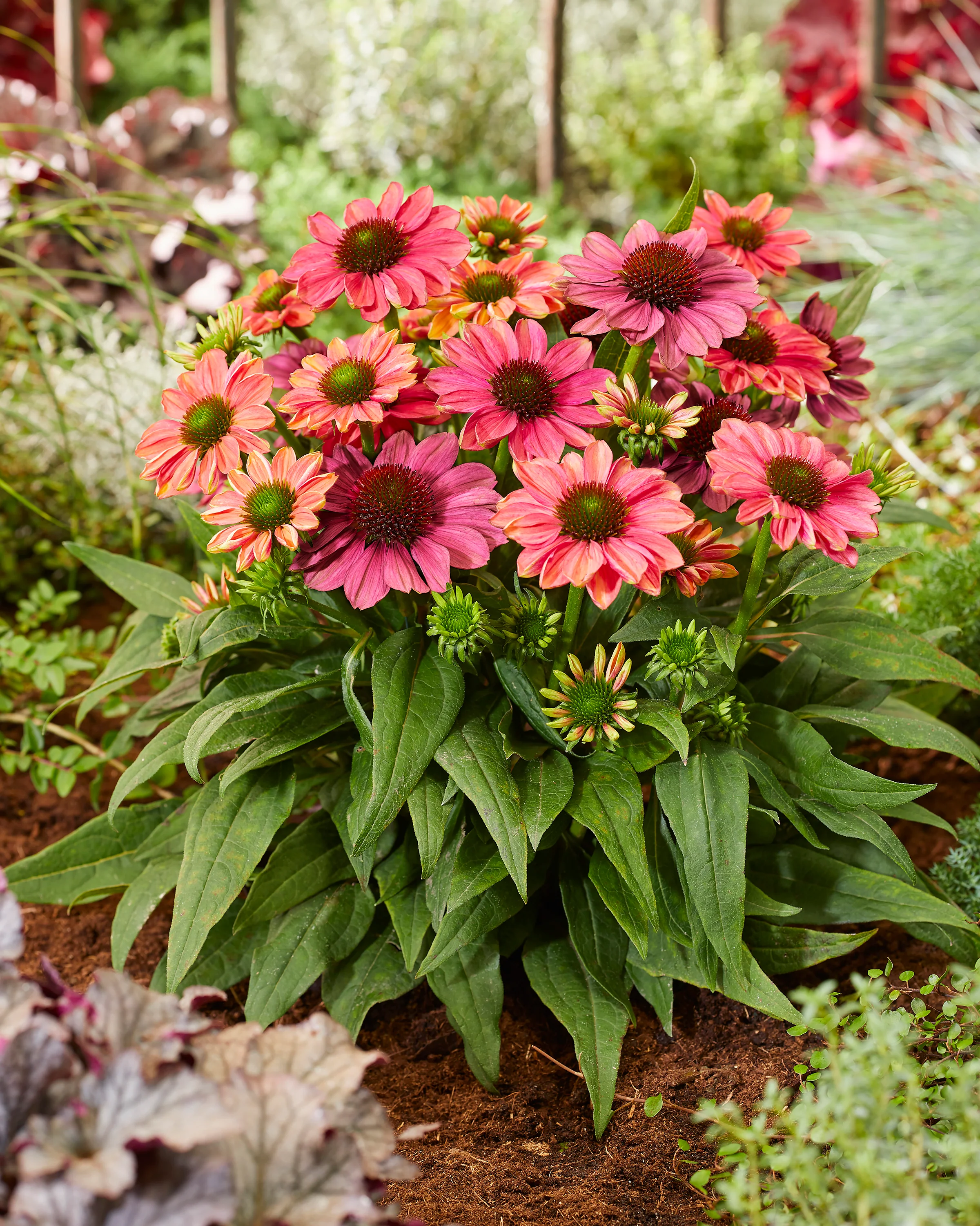 Echinacea 'Evolution Colorific' - Image 11