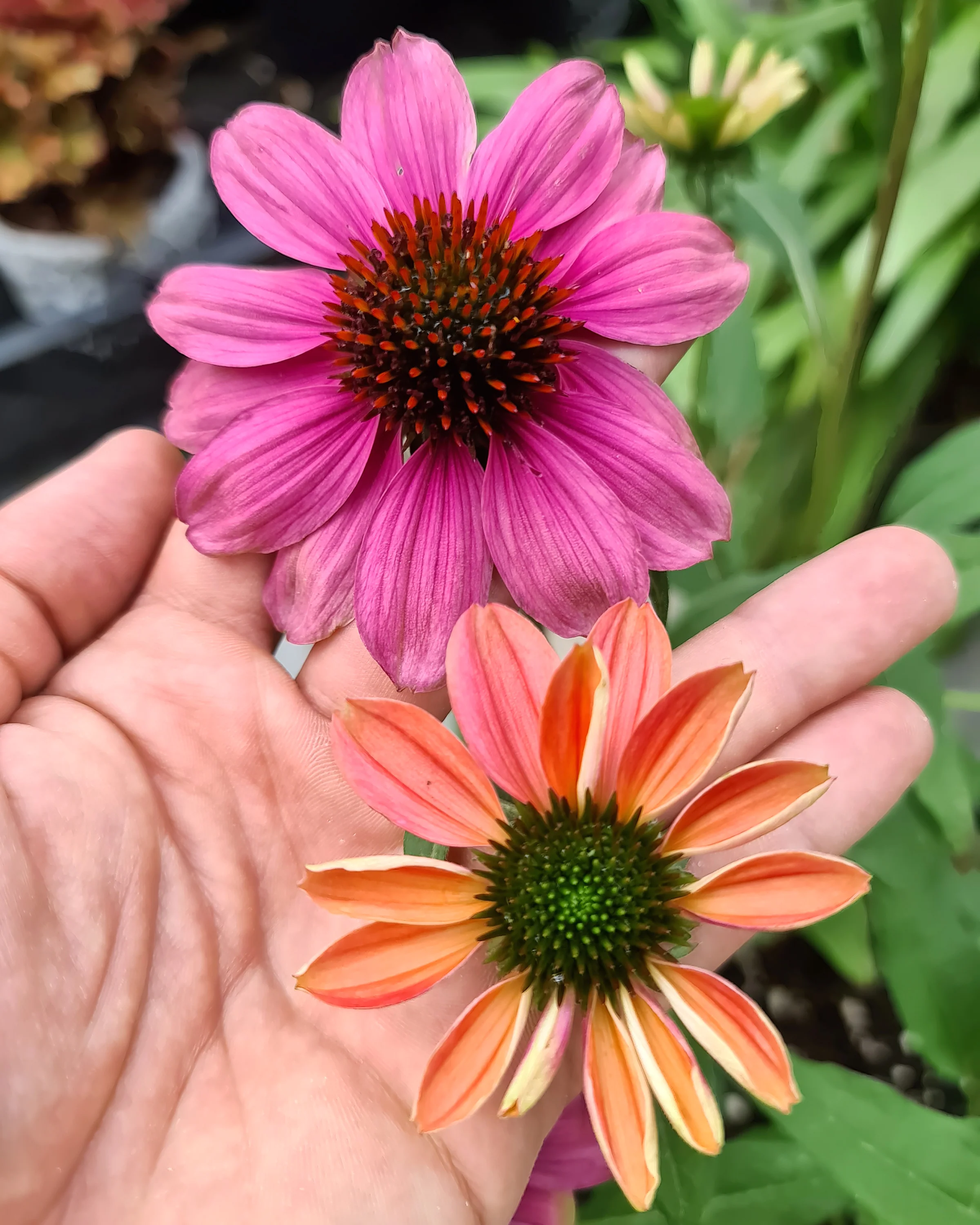 Echinacea 'Evolution Colorific' - Image 4
