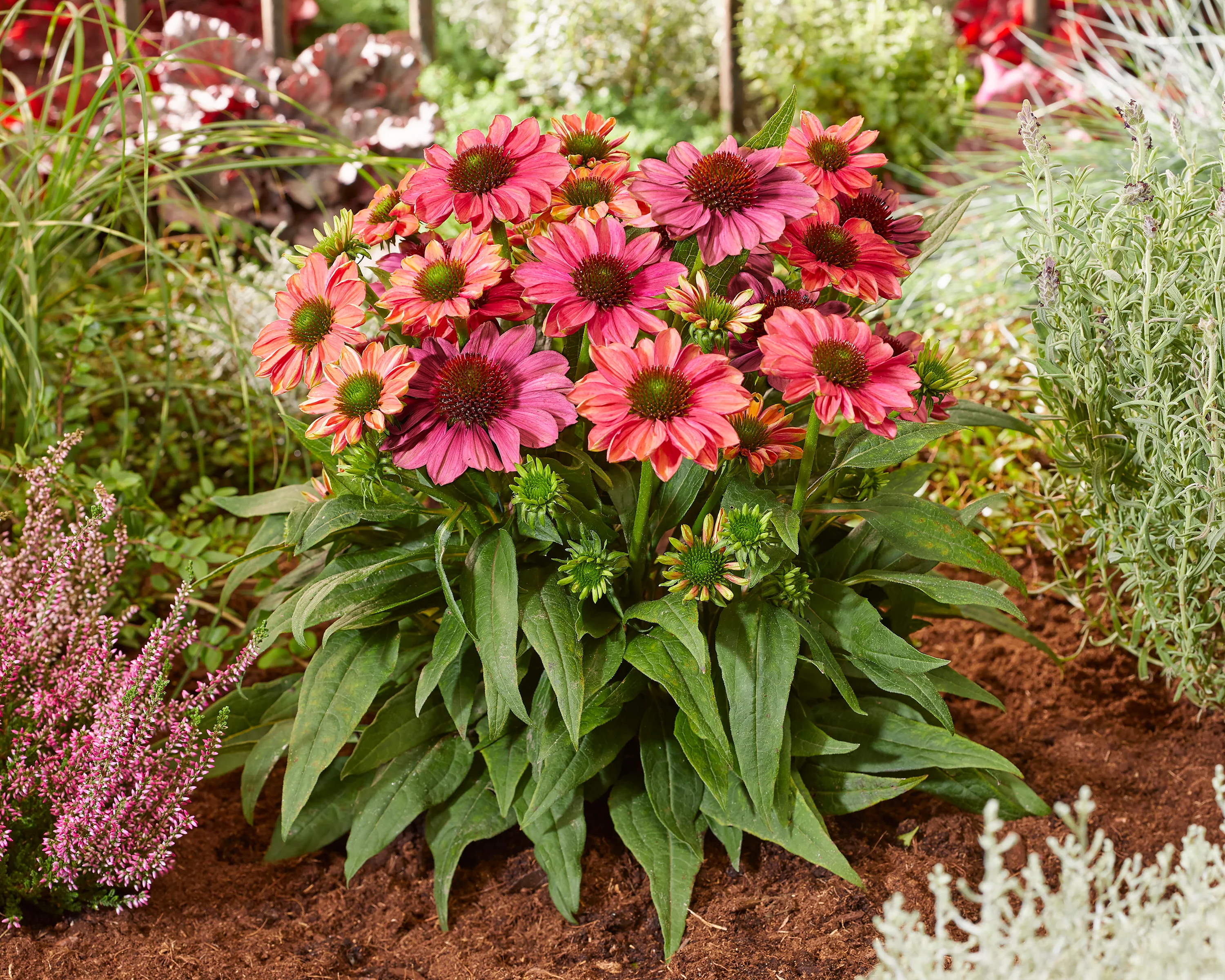 Echinacea 'Evolution Colorific' - Image 5