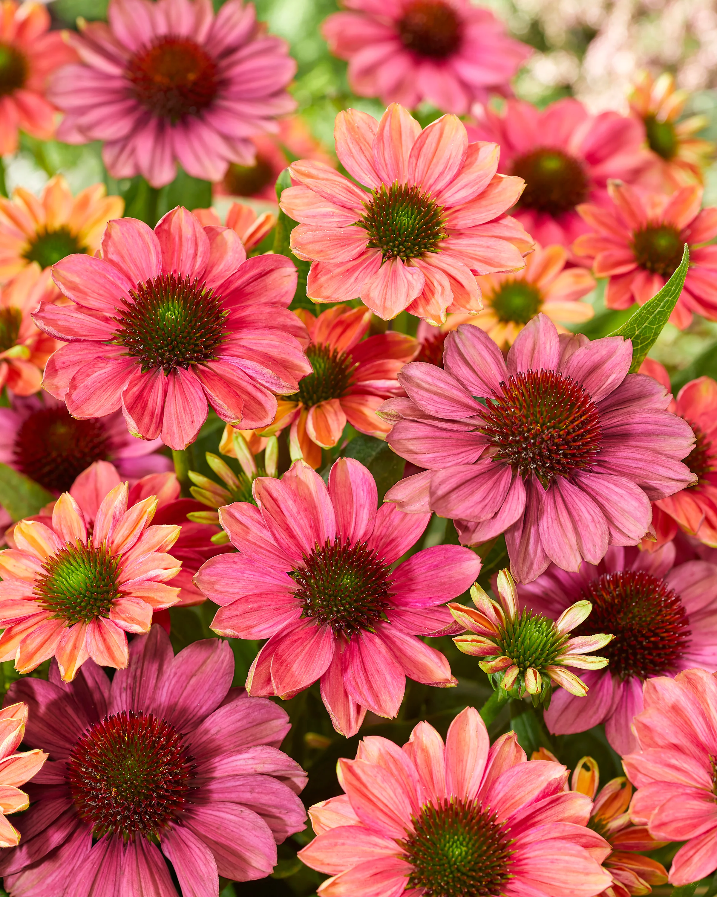 Echinacea 'Evolution Colorific' - Image 7
