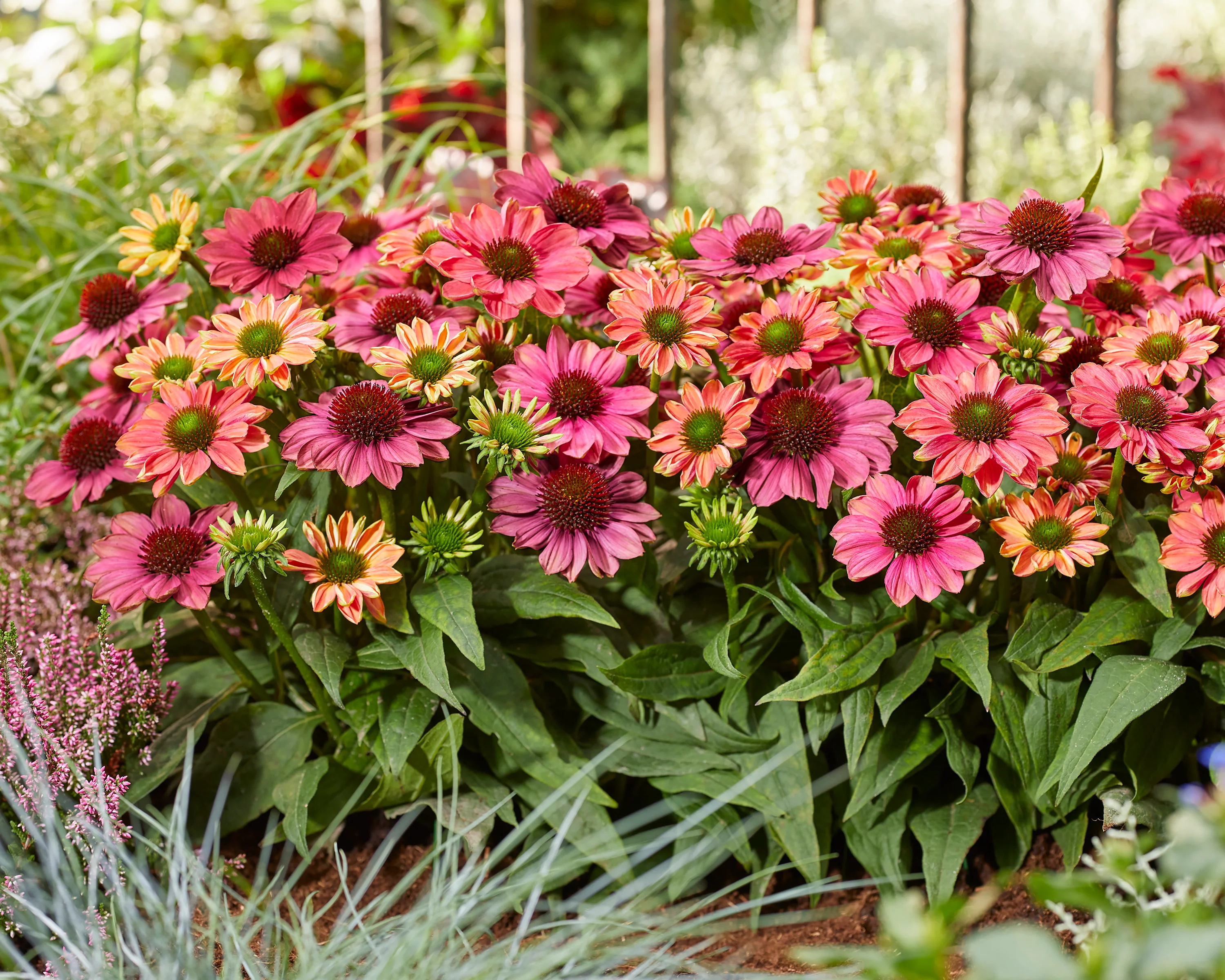 Echinacea 'Evolution Colorific' - Image 9