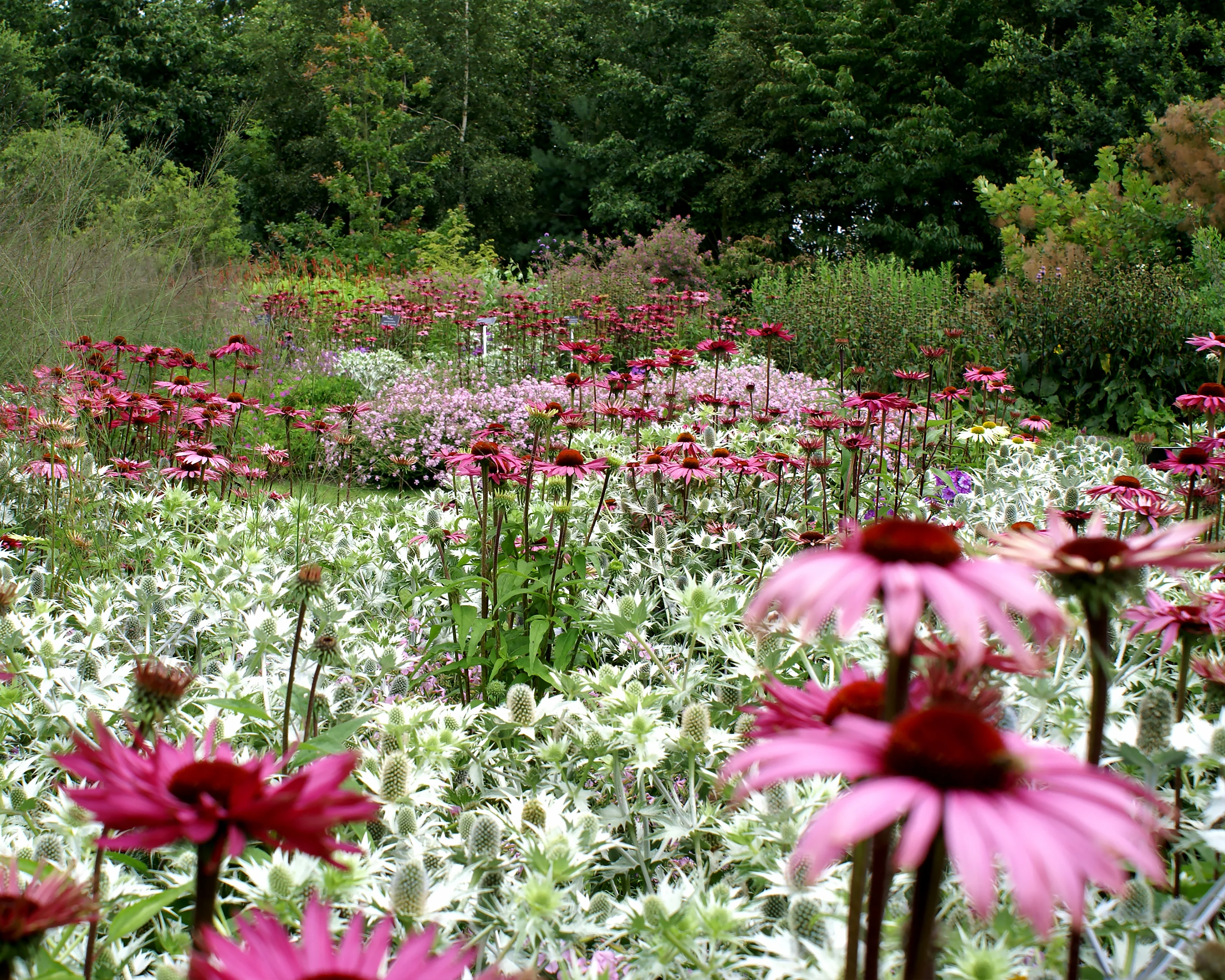 Echinacea 'Fatal Attraction' - Image 3