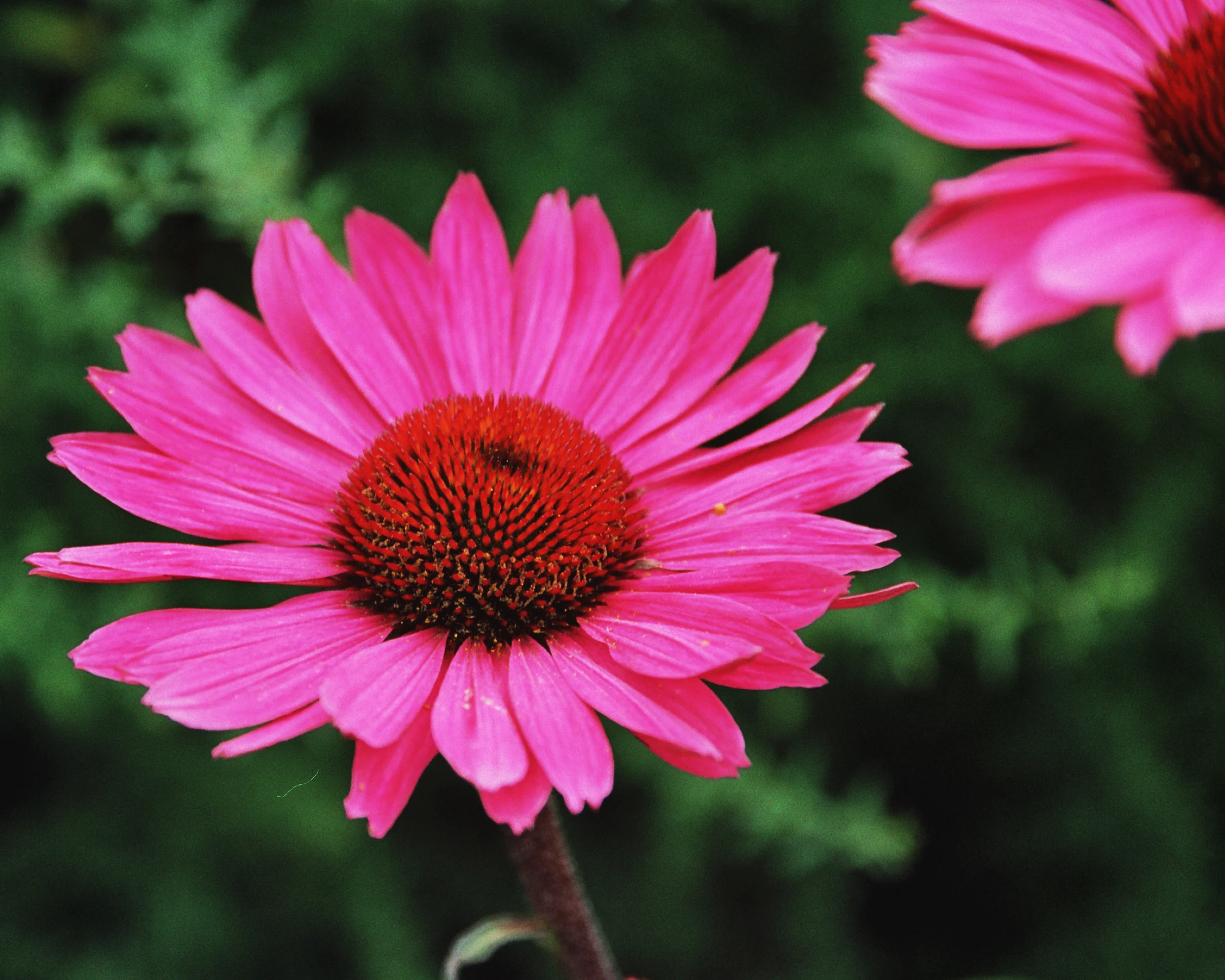 Echinacea 'Fatal Attraction' - Image 4