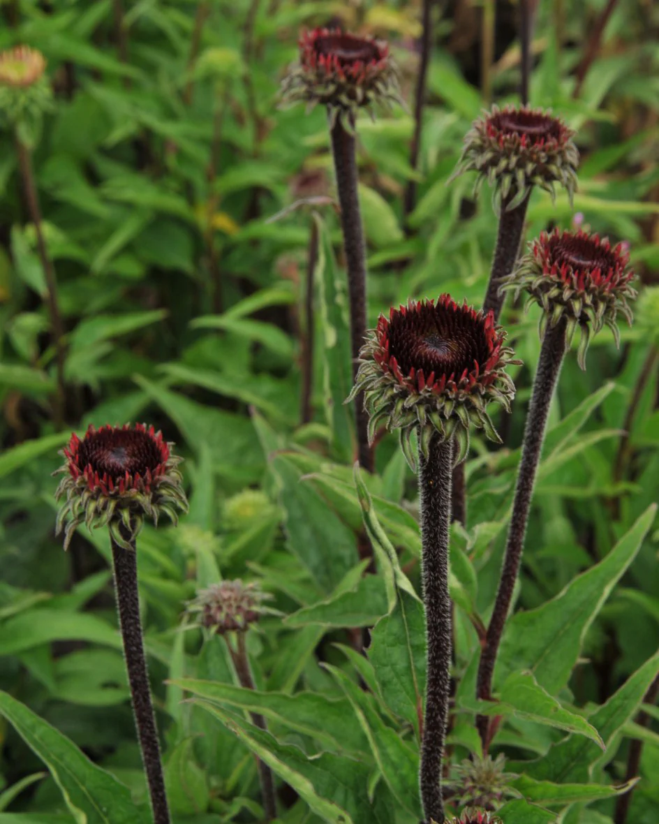 Echinacea 'Fatal Attraction' - Image 7