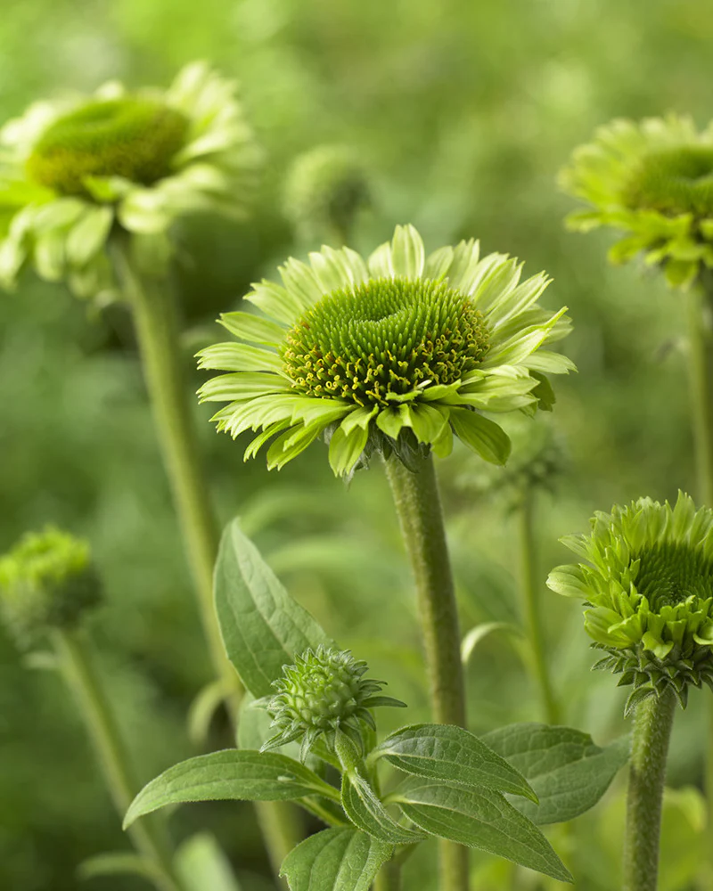 Echinacea 'Green Jewel' - Image 2