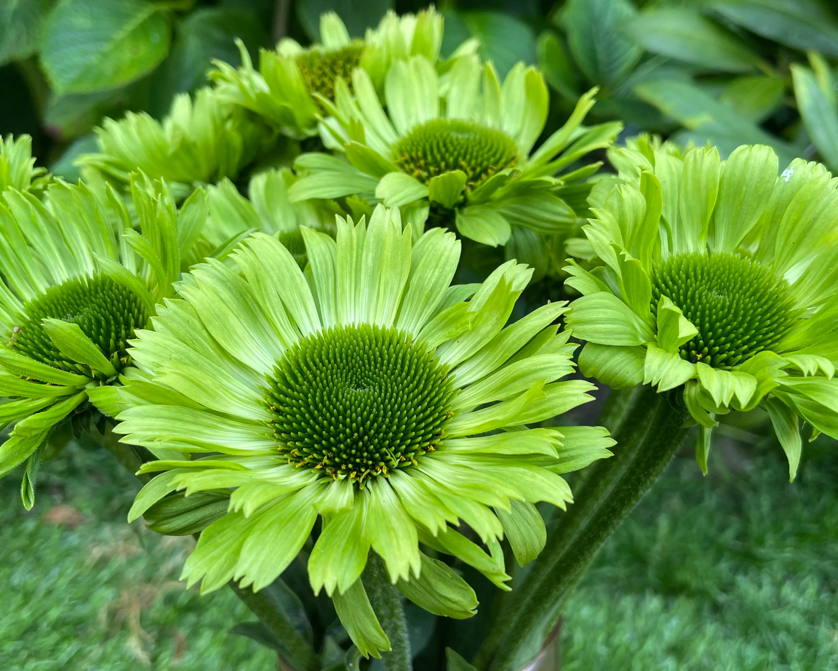 Echinacea 'Green Jewel' - Image 3