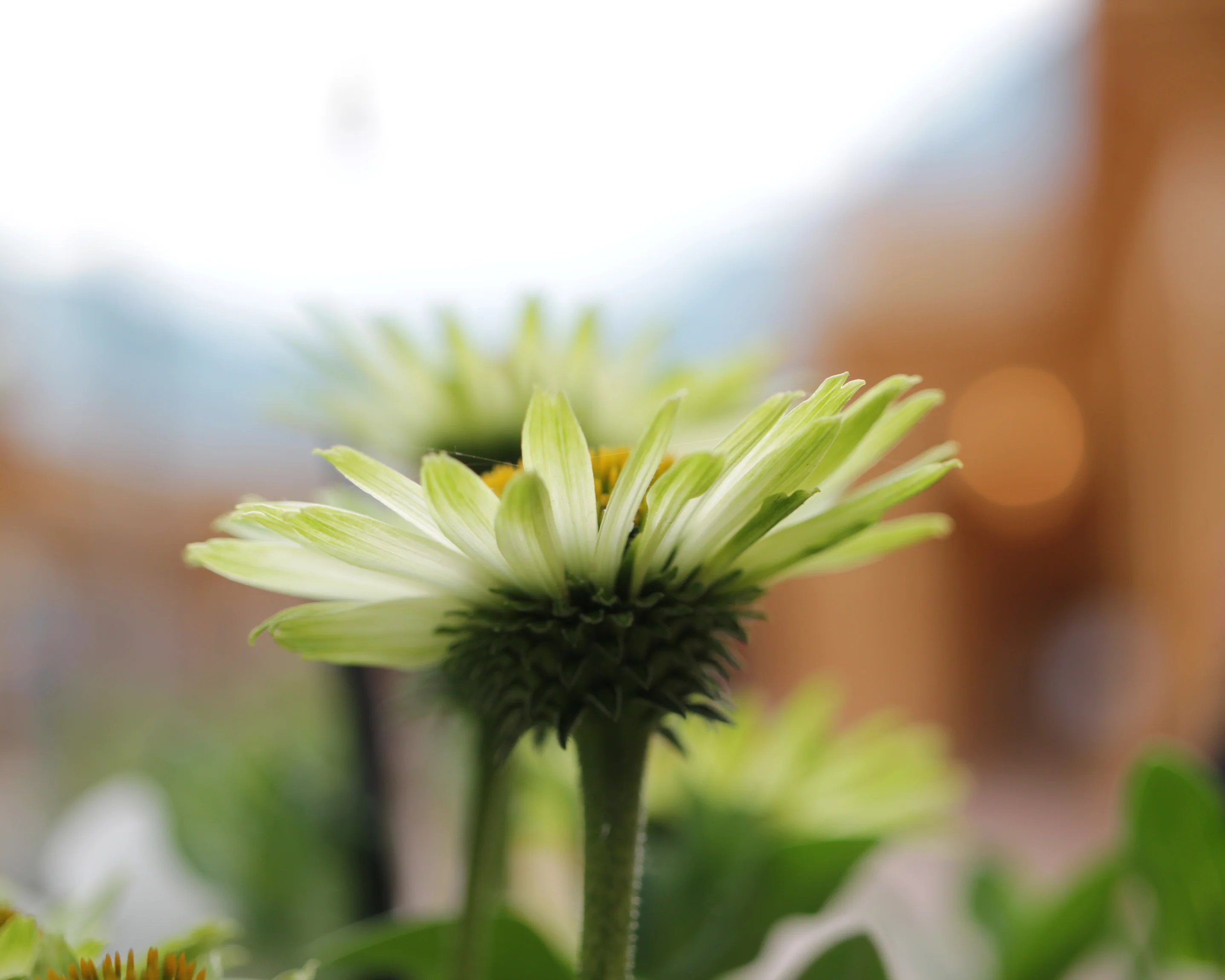 Echinacea 'Green Jewel' - Image 6