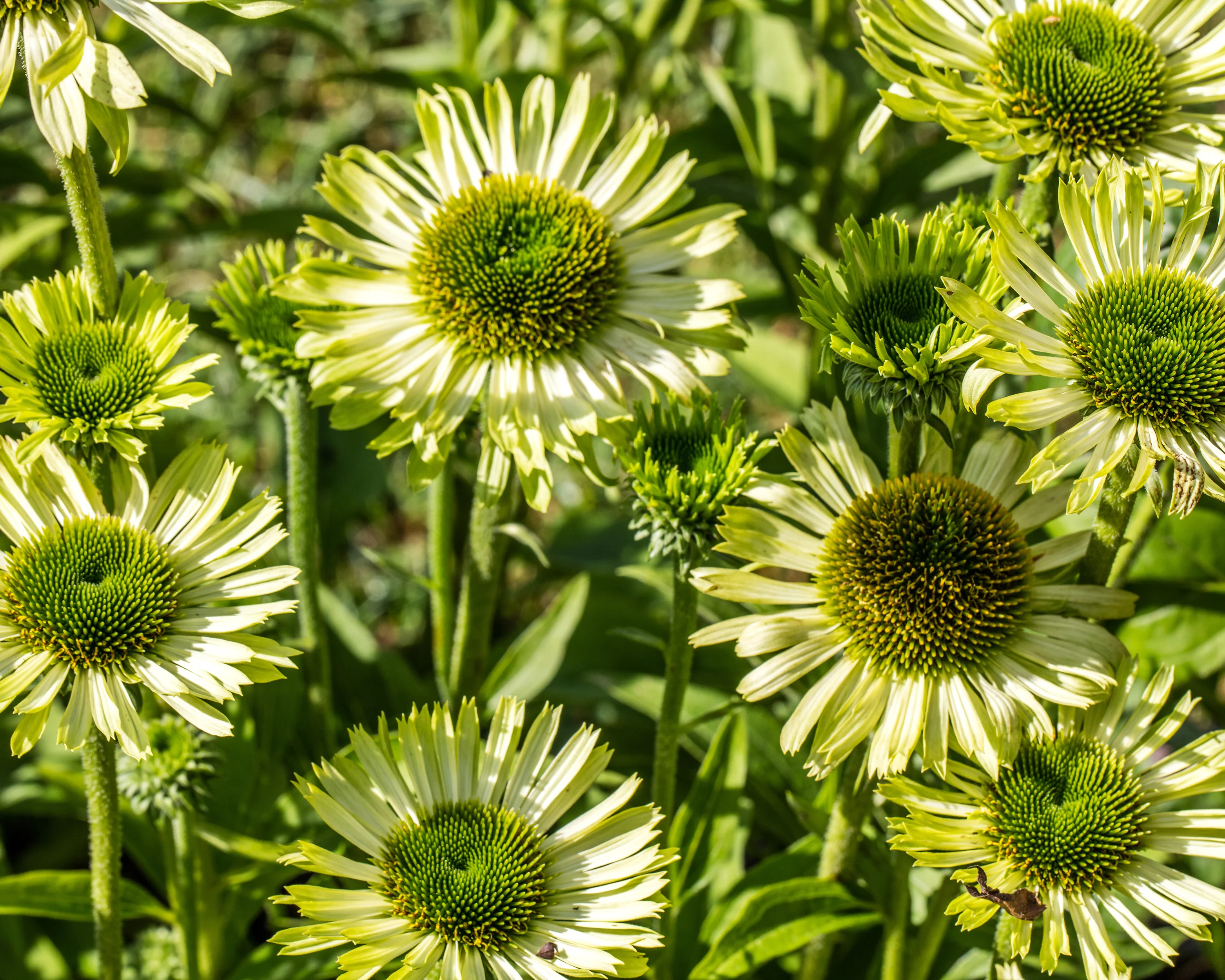 Echinacea 'Green Jewel' - Image 7