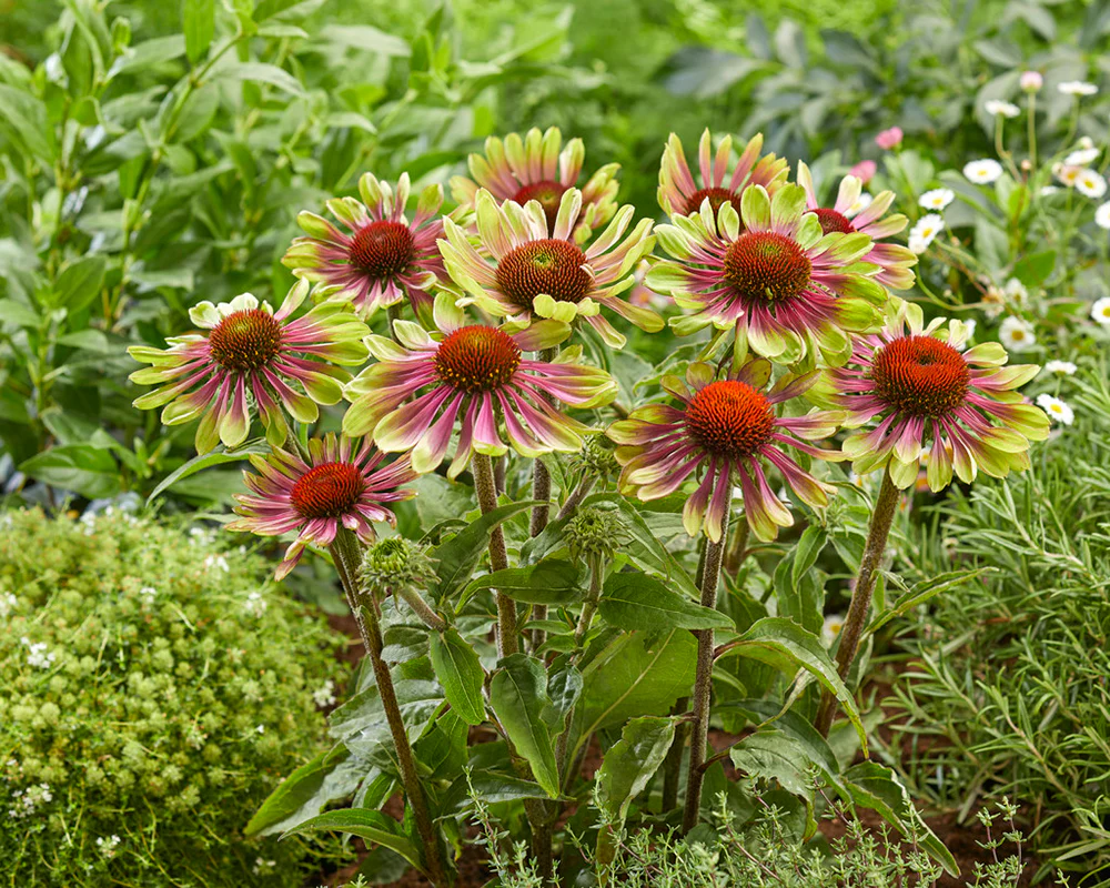Echinacea 'Green Twister' - Image 3