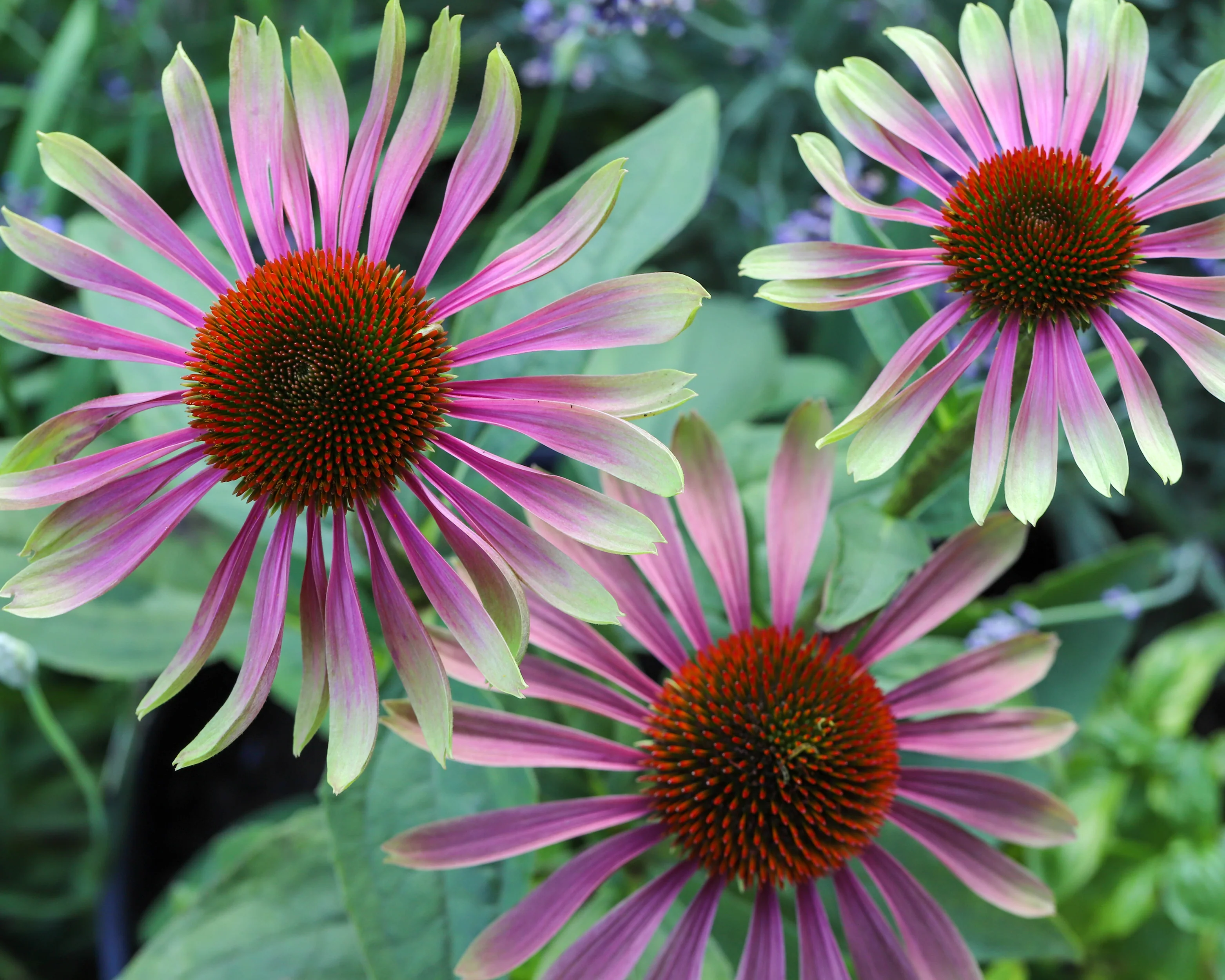 Echinacea 'Green Twister' - Image 4